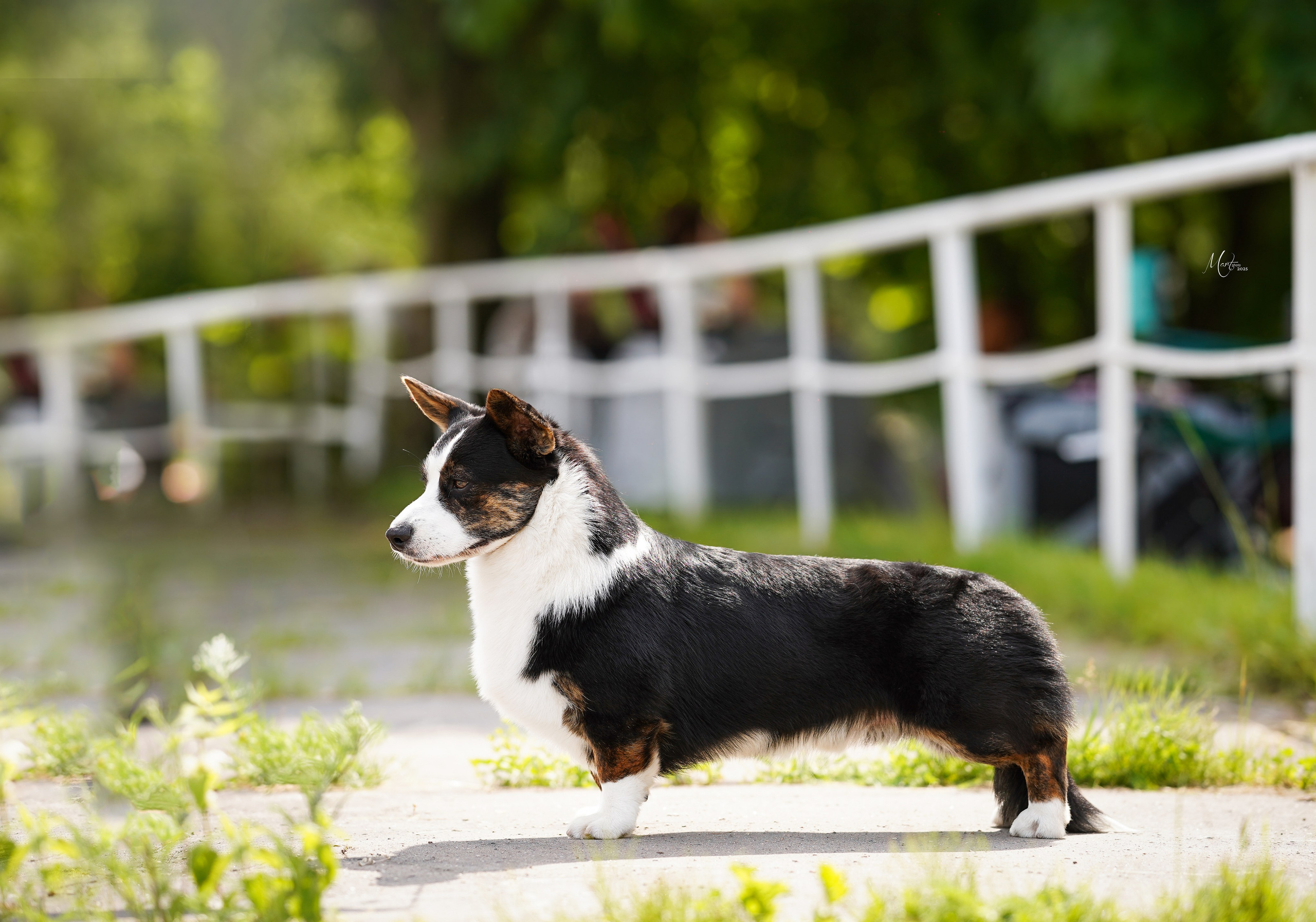 Выставки 2025. Фотограф-анималист в Санкт-Петербурге Яна Мартынова