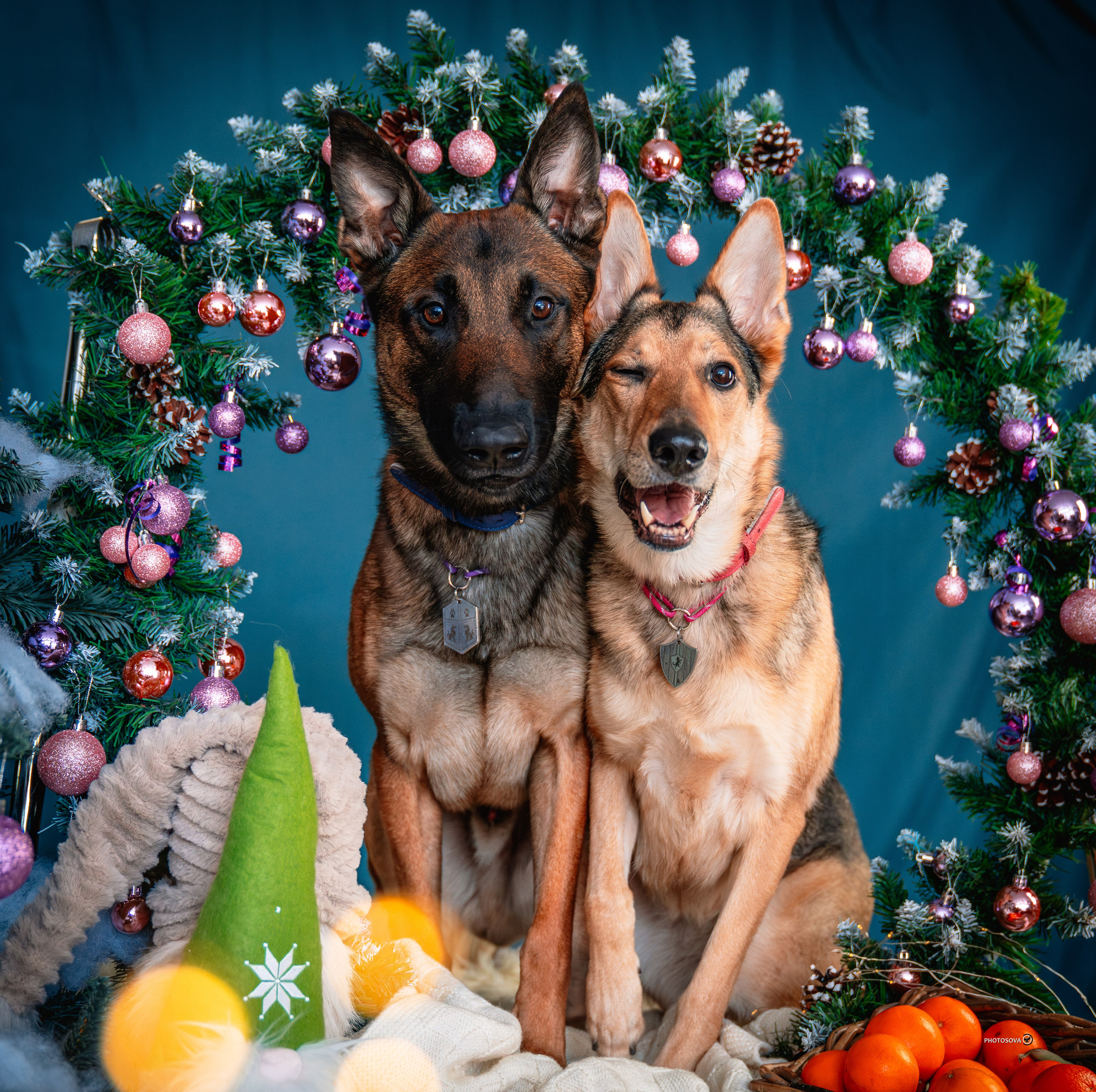 ФОТОПАМЯТЬ ВАШИХ ЭМОЦИЙ. Фотограф-анималист, семейный фотограф в Москве и Подмосковье. Фотосъёмка кинологических дисциплин