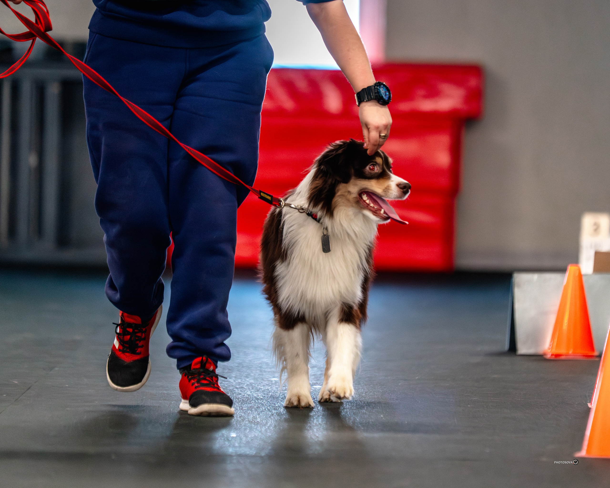 ТЫ И Я (соревнования по ралли-обидиенс). Фотограф-анималист, семейный фотограф в Москве и Подмосковье. Фотосъёмка кинологических дисциплин