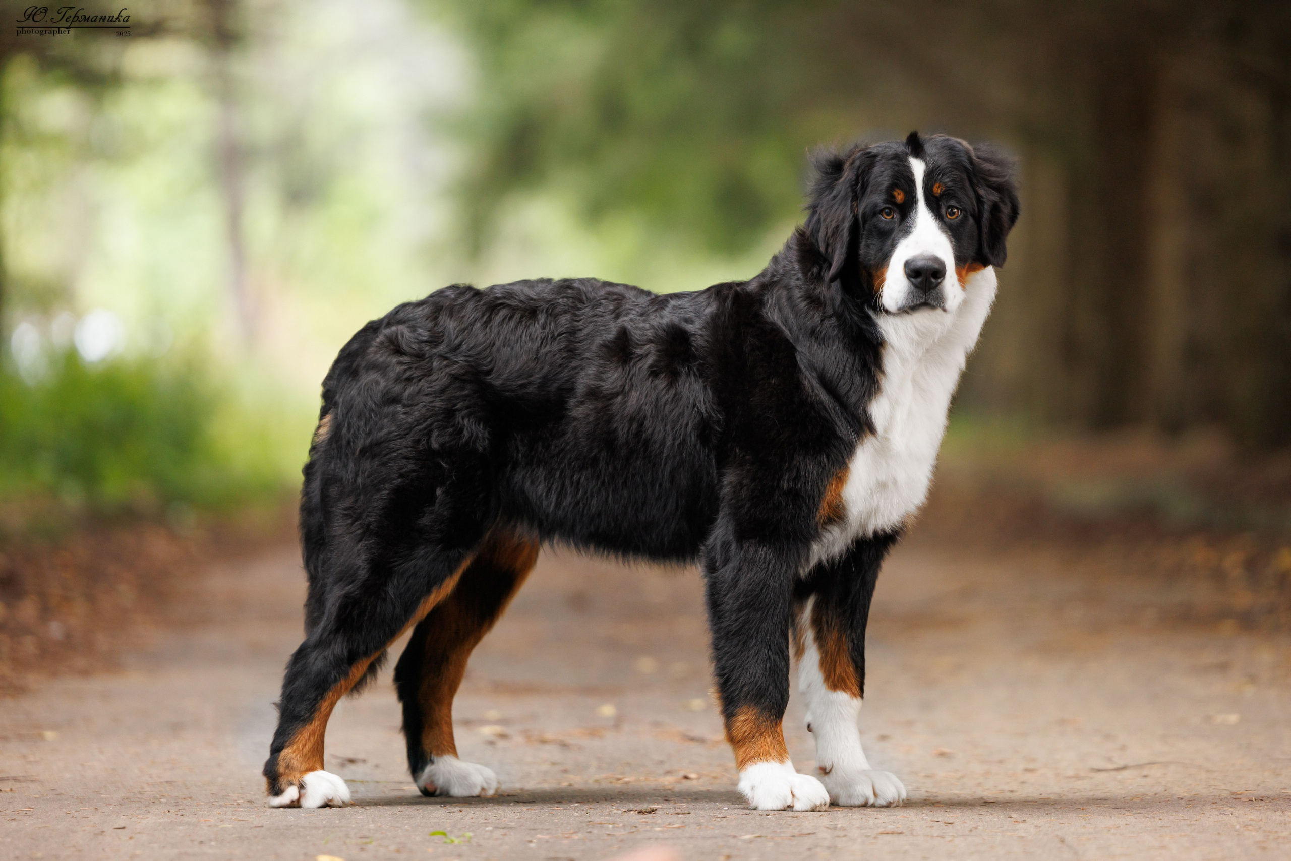 Тверь 10.08.2025. Фотограф-анималист Юлия Германика