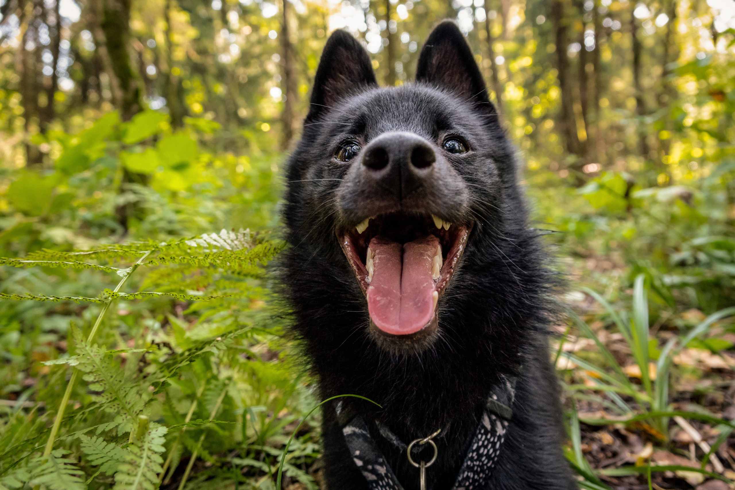 Схипперке крупным планом на фоне зелени