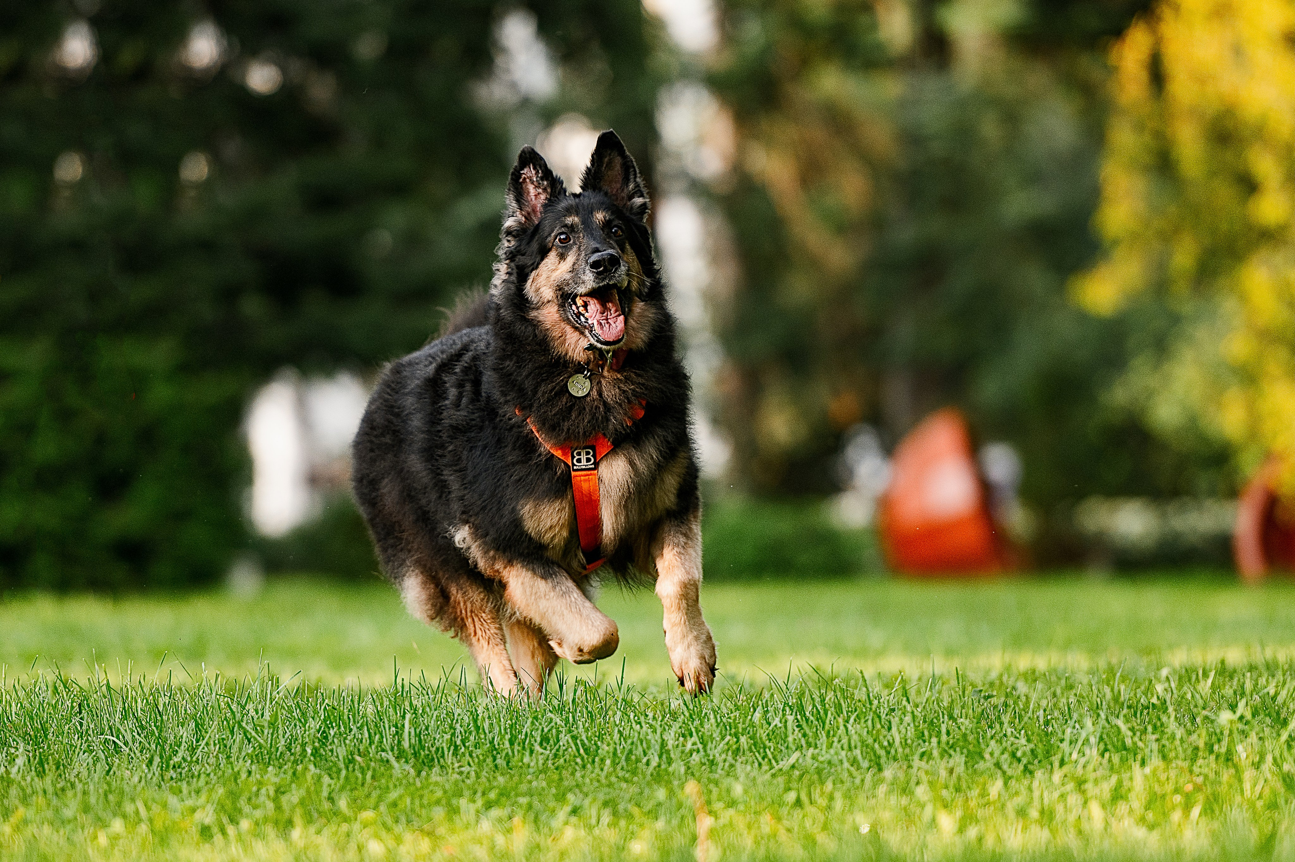 Алиса на ВДНХ. Фотограф-анималист