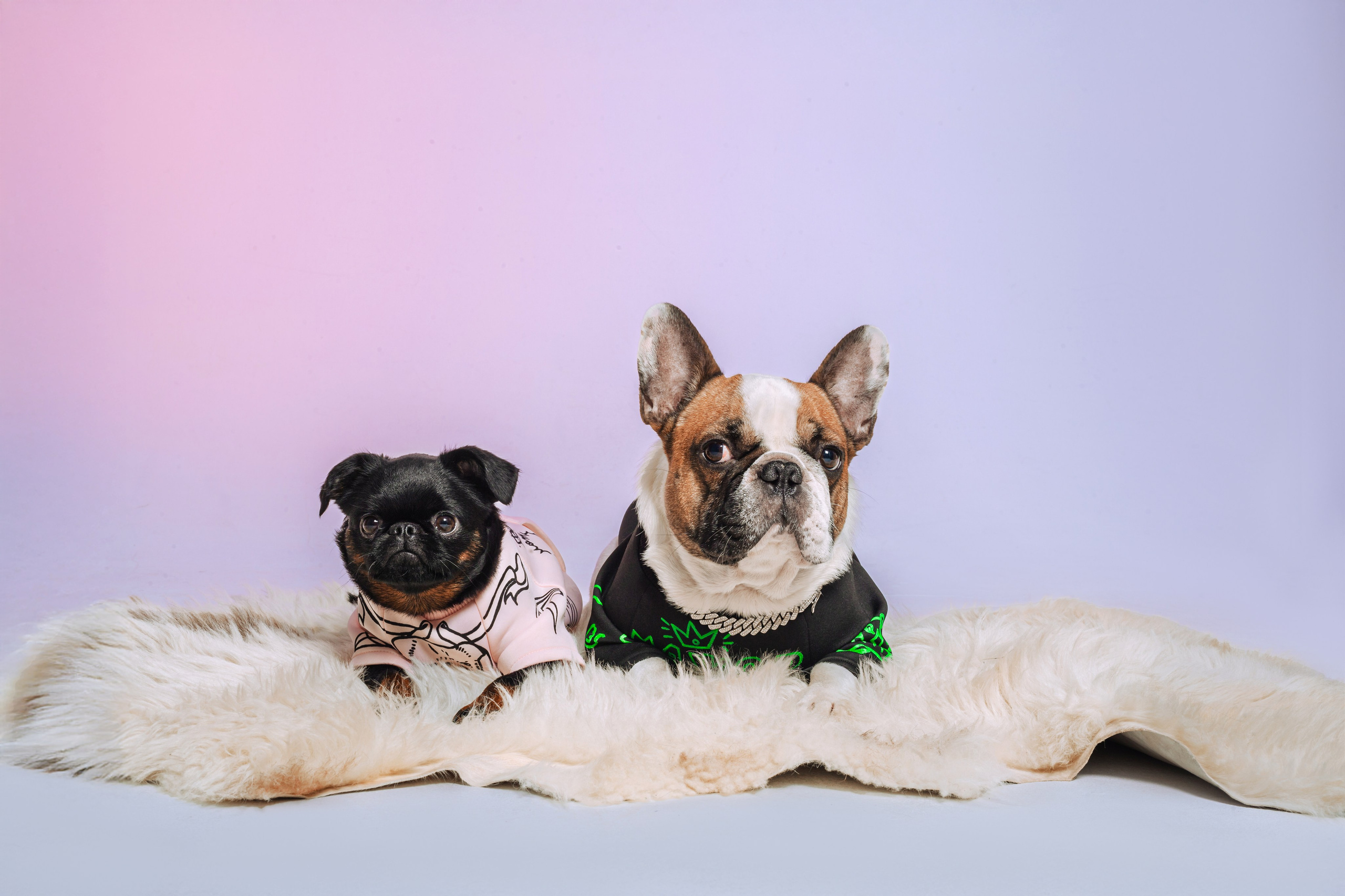 Студийная фотосессия с цветным светом. Фотограф-анималист Татьяна Степанова