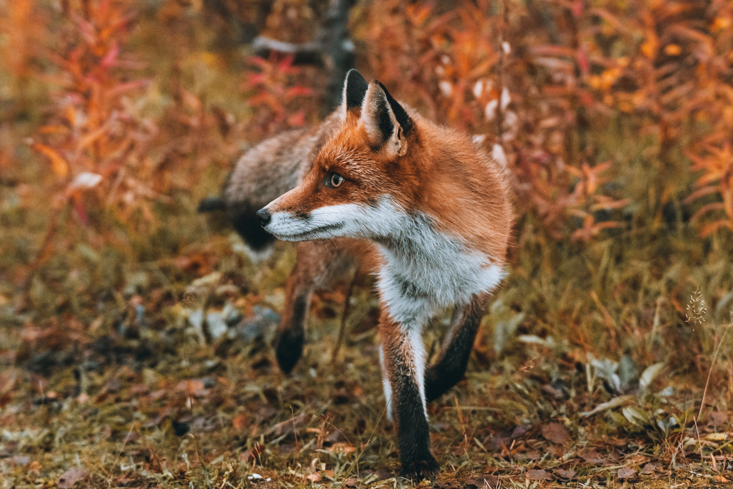 СЕВЕР. Event фотограф Степанова Александра