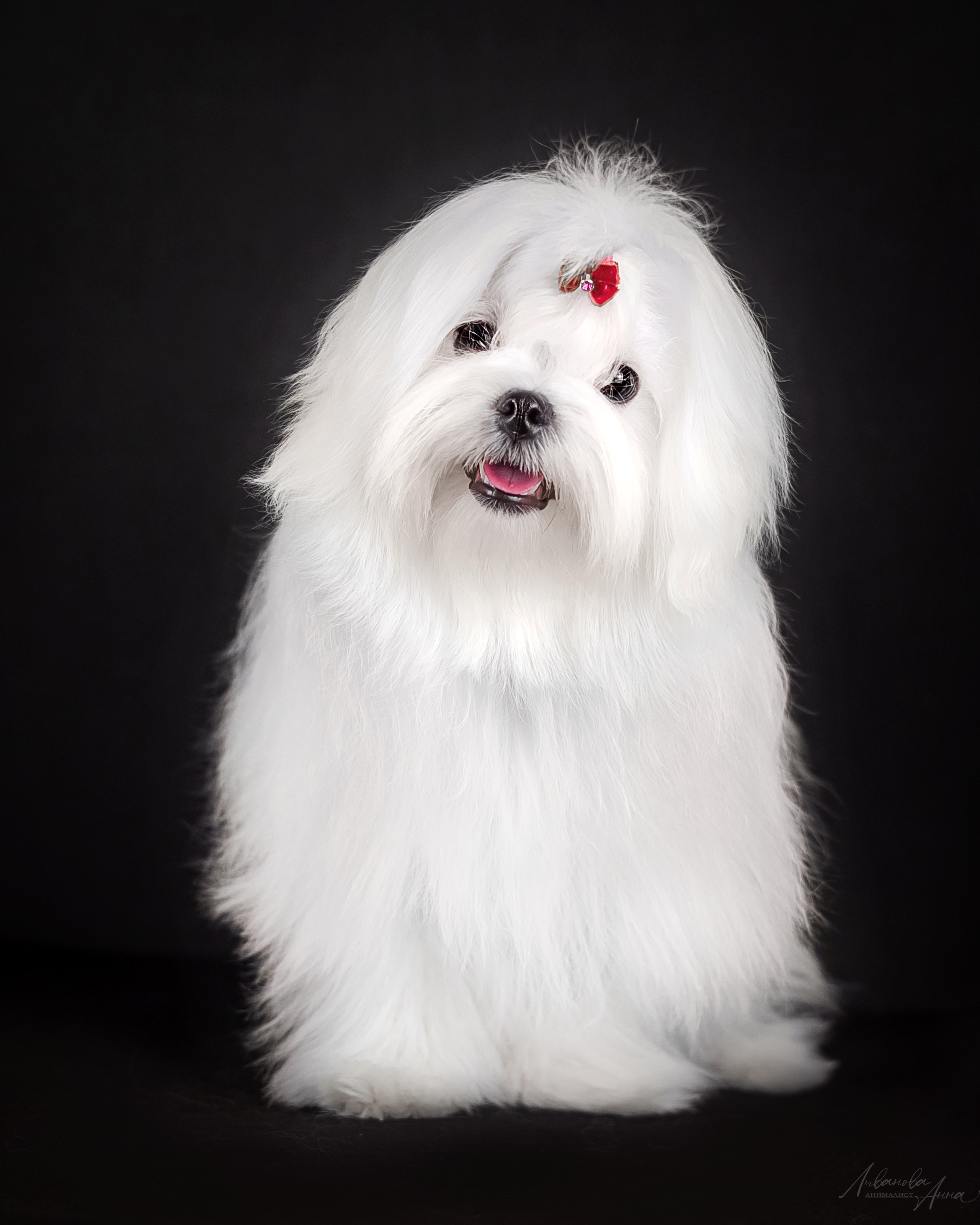 Мальтезе. Фотограф анималист Аня Ливанова | Рыбинск