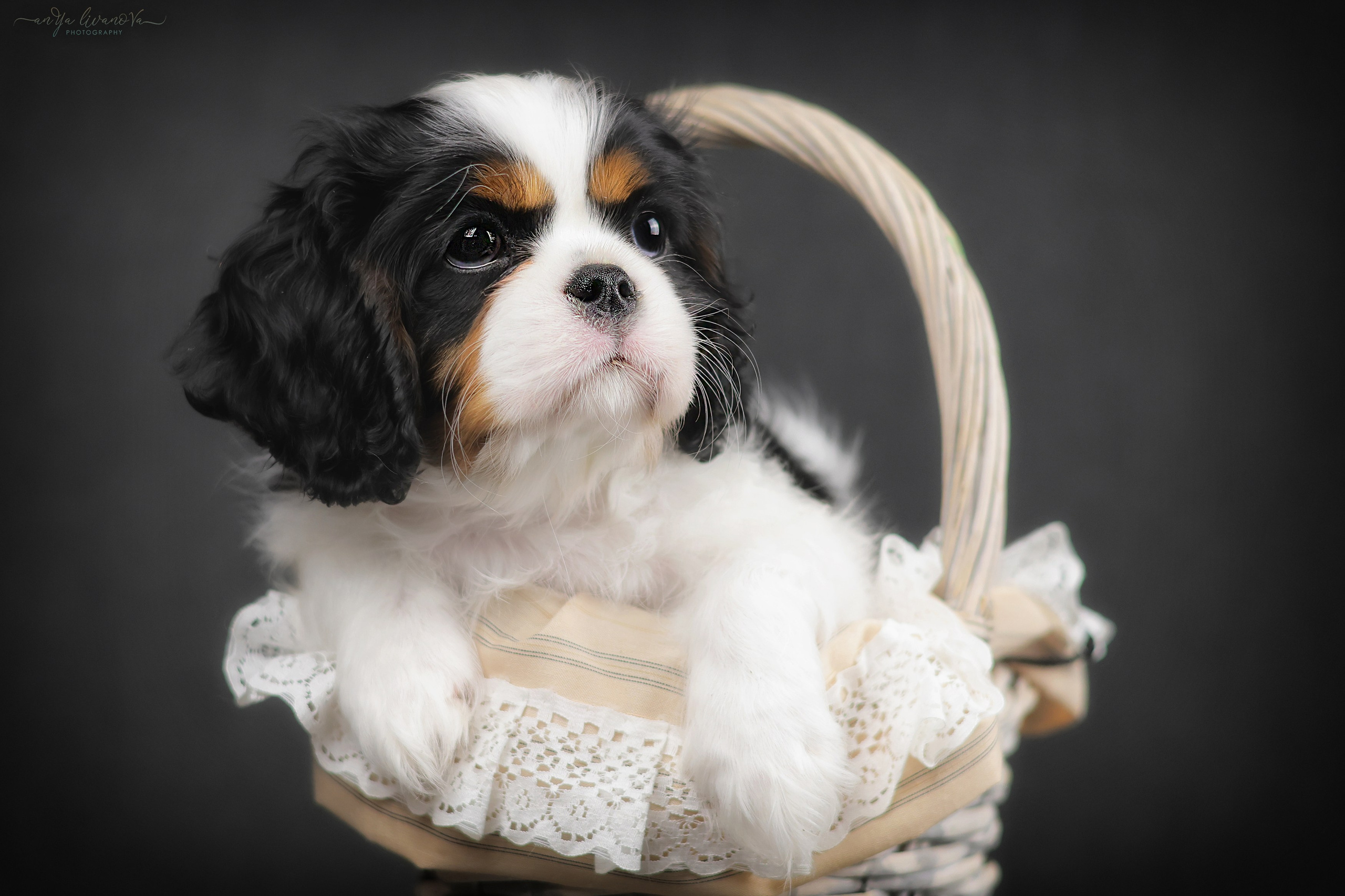 Кавалерчики. Фотограф анималист Аня Ливанова | Рыбинск