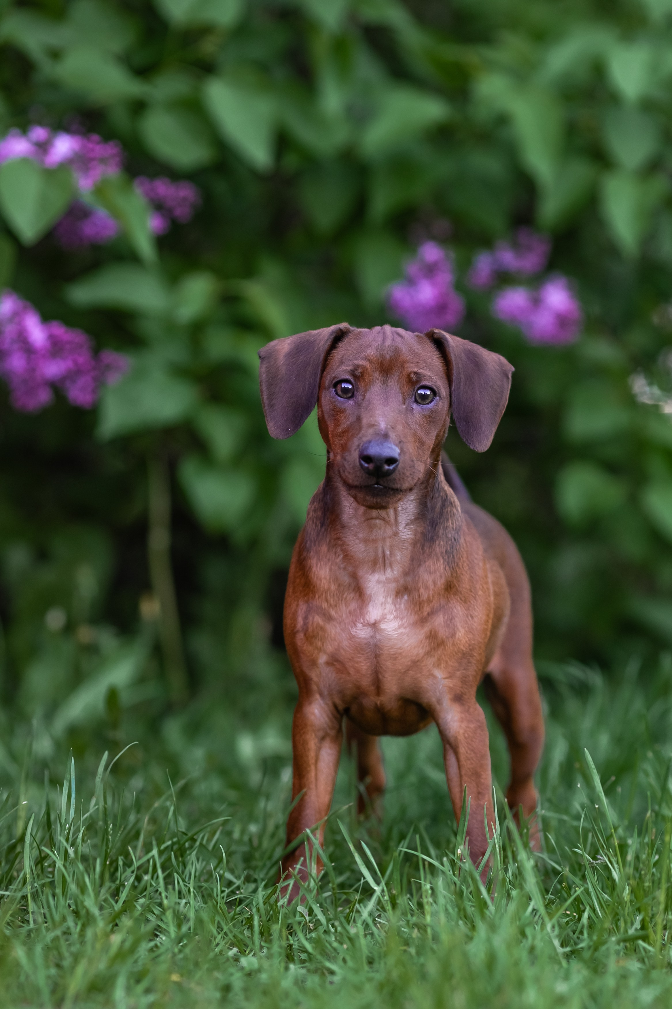 Пинчерята. Фотограф анималист Аня Ливанова | Рыбинск