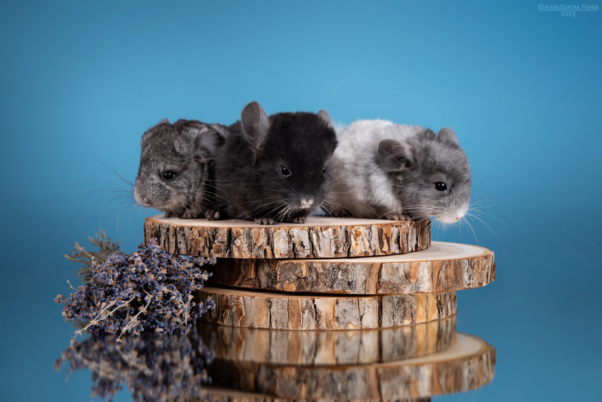 Фотосессии экзотических животных в студии. Фотограф собак в Москве и Московской области Иванушкина Мария