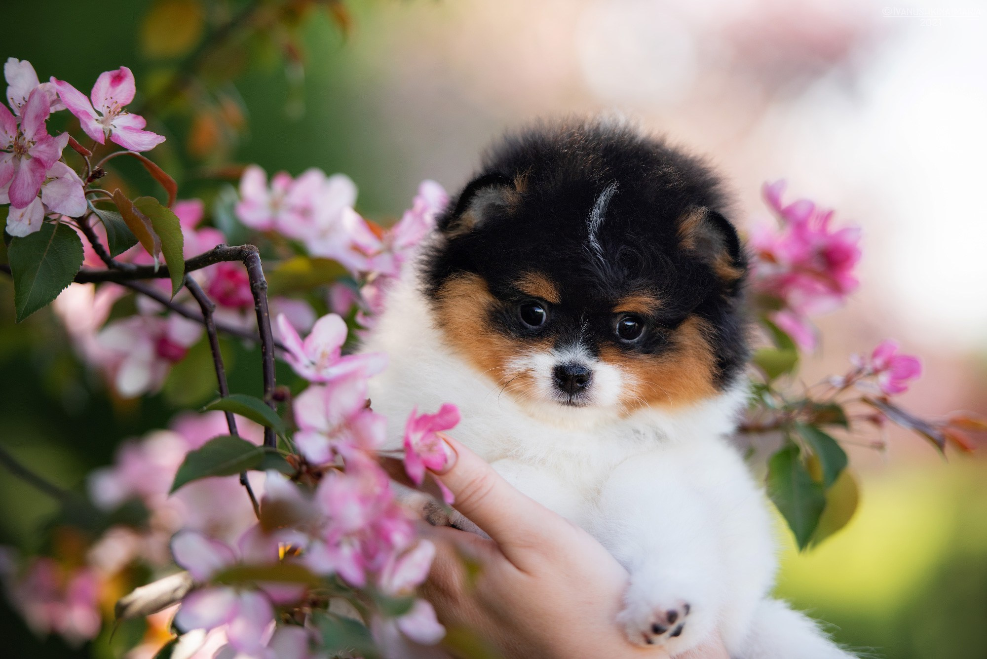 Фотосессия щенков на продажу. Фотограф собак в Москве и Московской области Иванушкина Мария