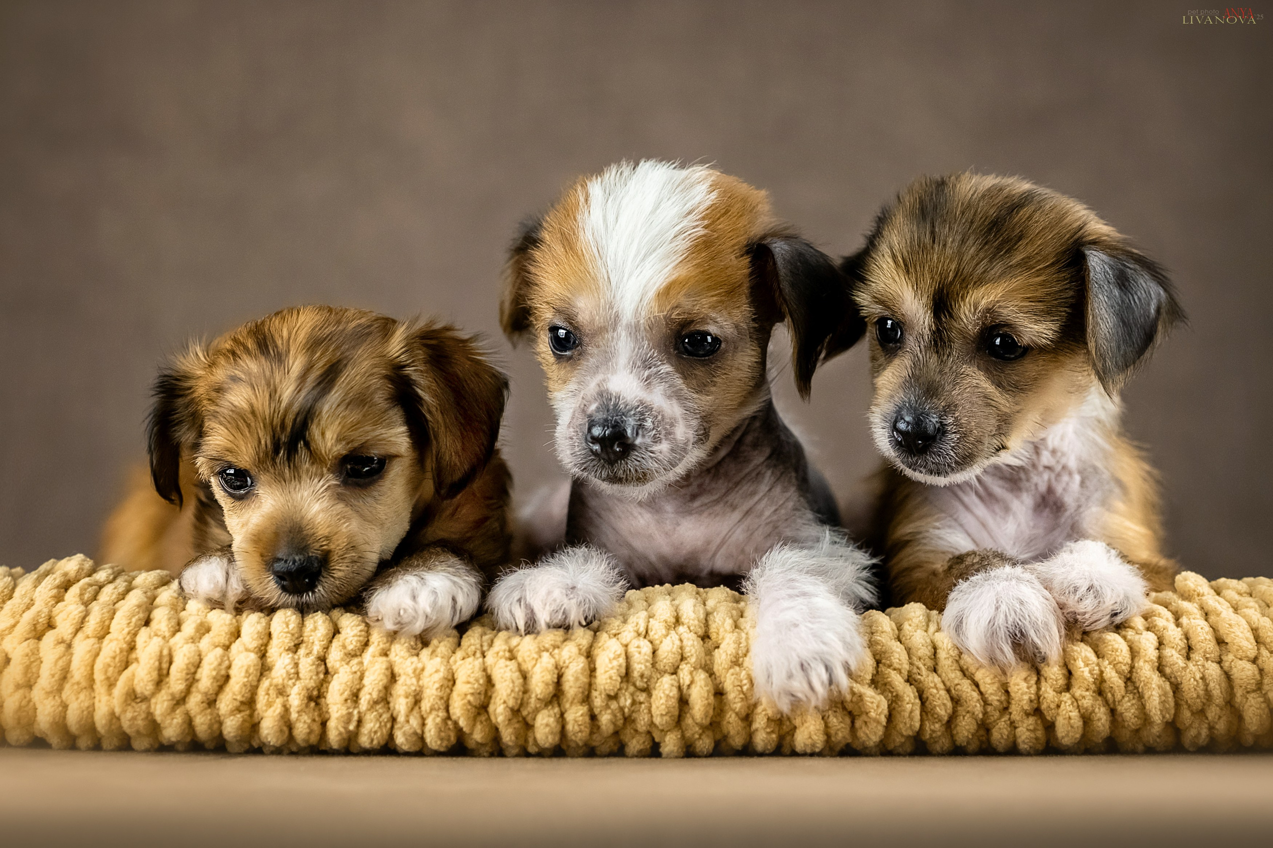 КХС. Фотограф анималист Аня Ливанова | Рыбинск