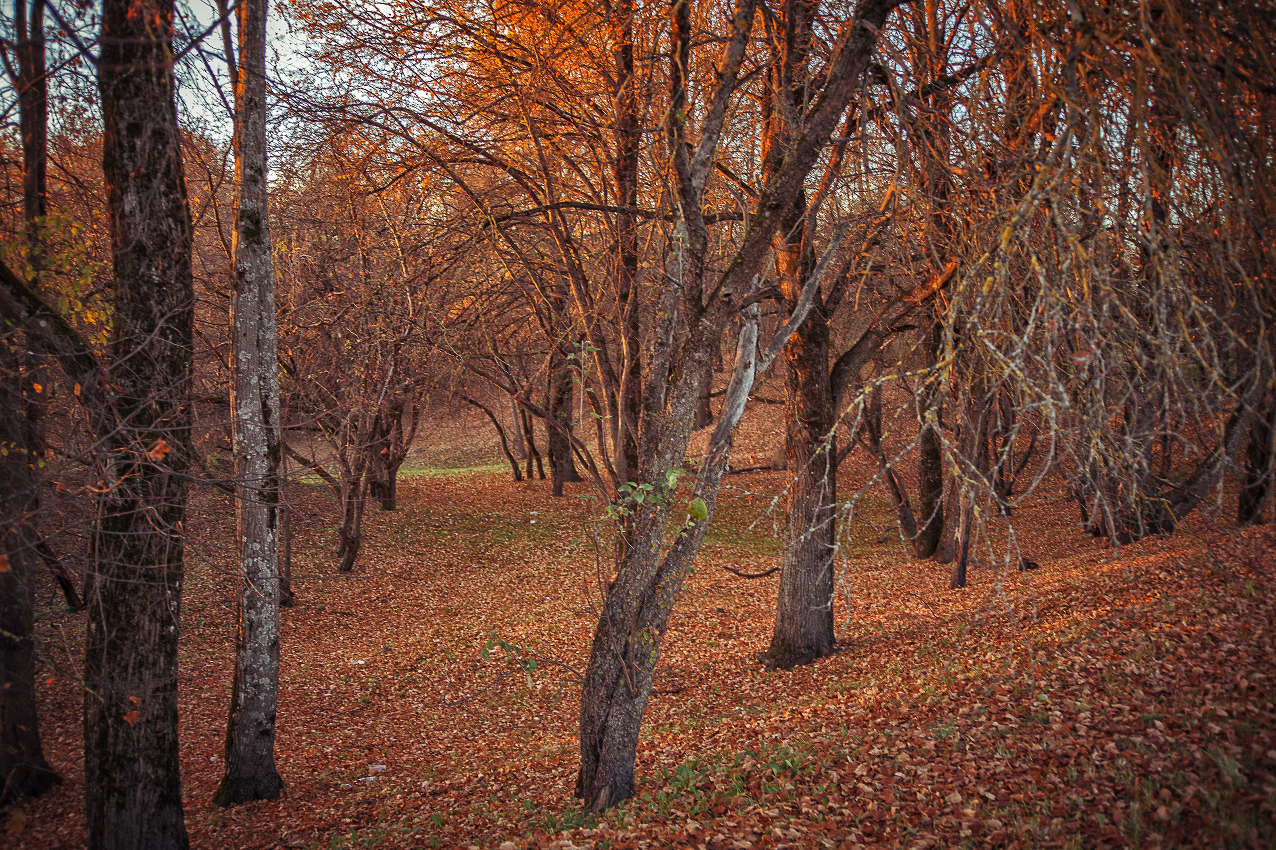 Псков. Семейный и детский фотограф в Москве Ольга Кривенцова