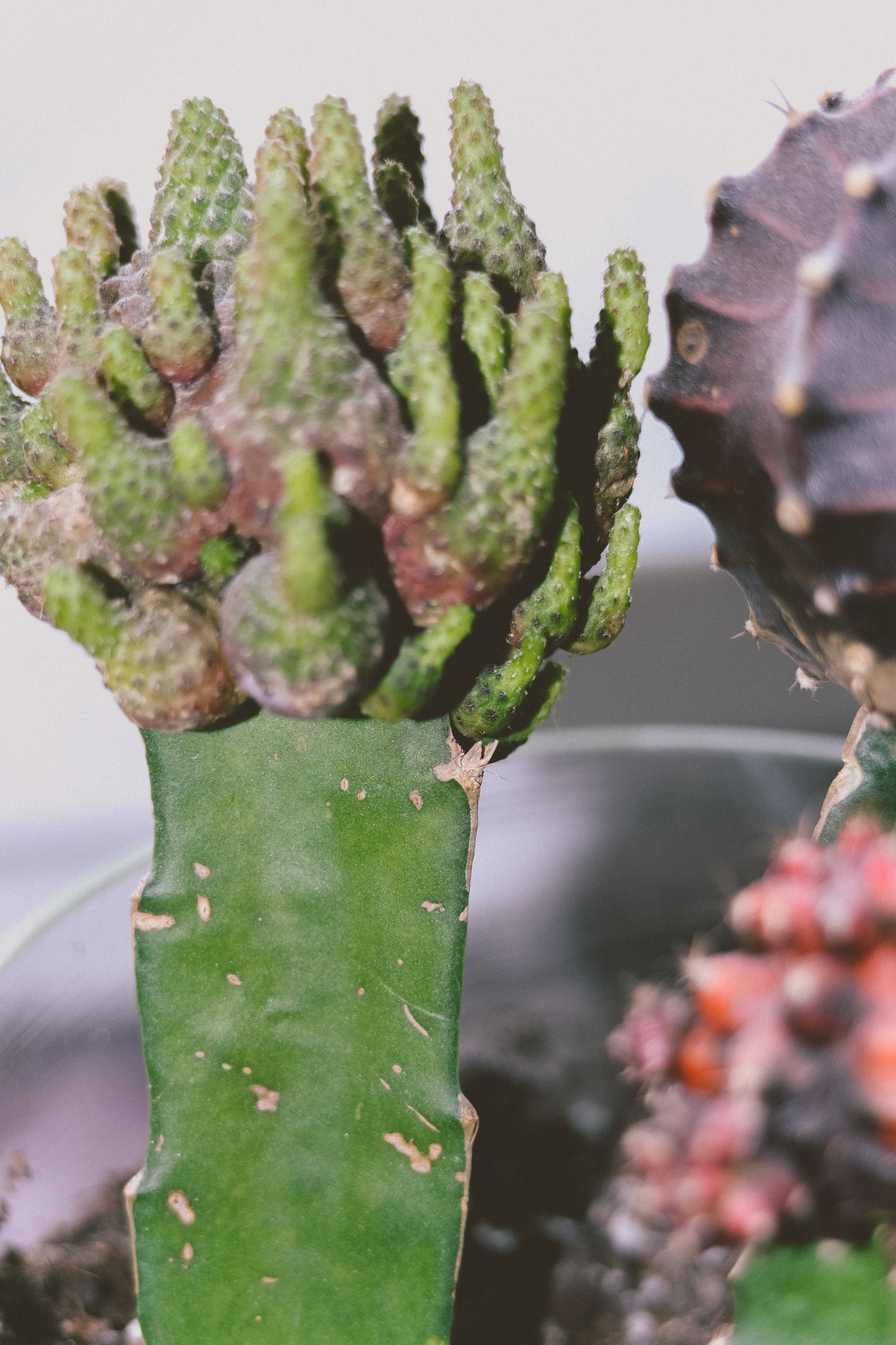 Sasha Satchi для NUDA. DISEMICHASNOVA