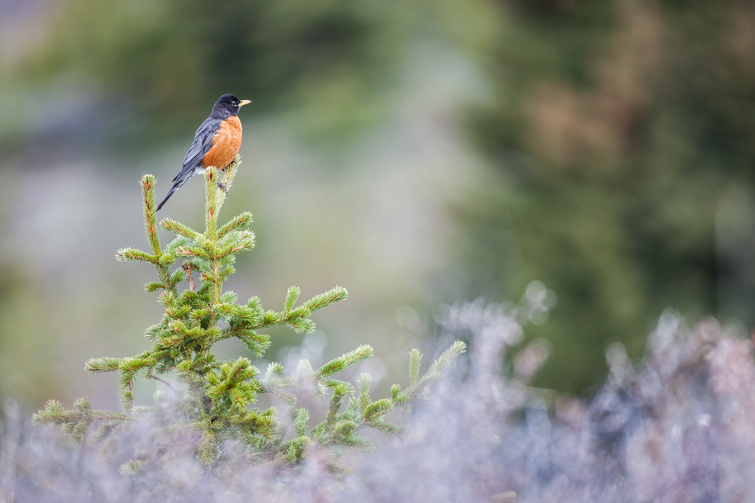 Канада. Фотограф Владимир Медведев