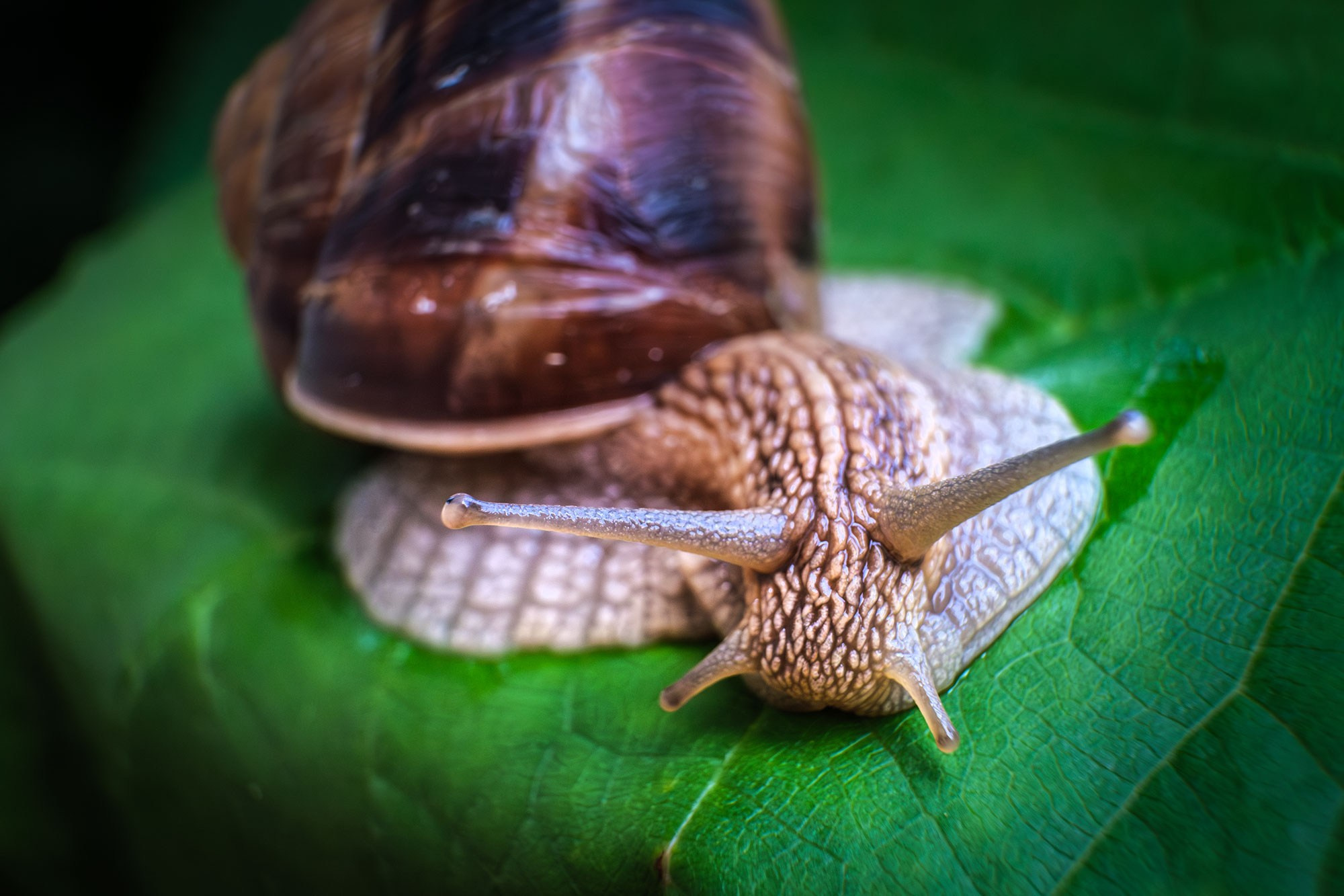 Макросъемка насекомых