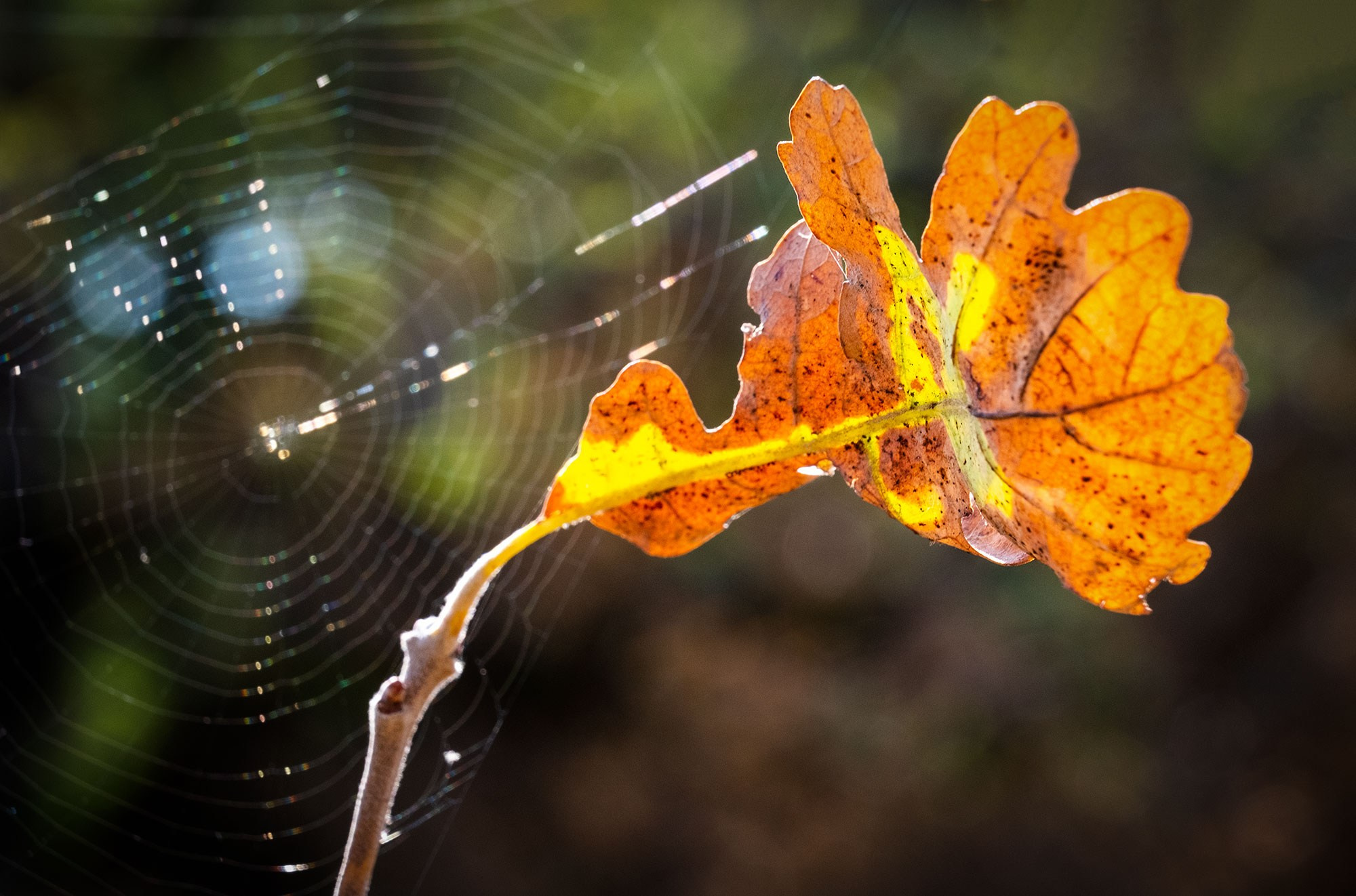 Свадебный фотограф в Геленджике