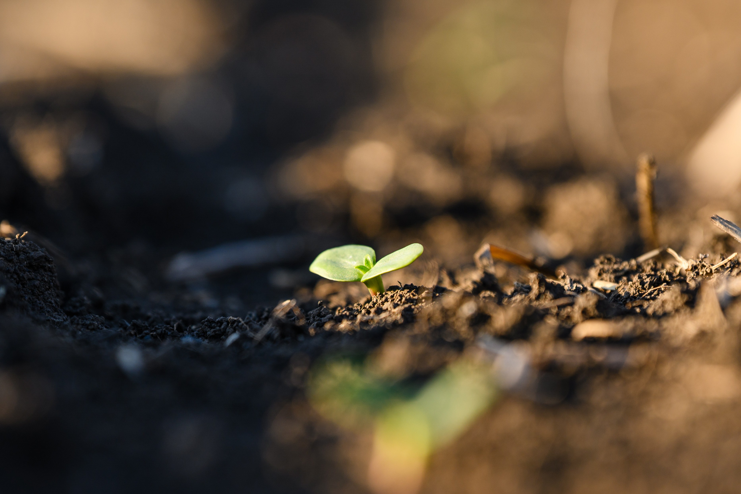 Проекты. Профессиональный фотограф Вячеслав Плацында | Липецк |