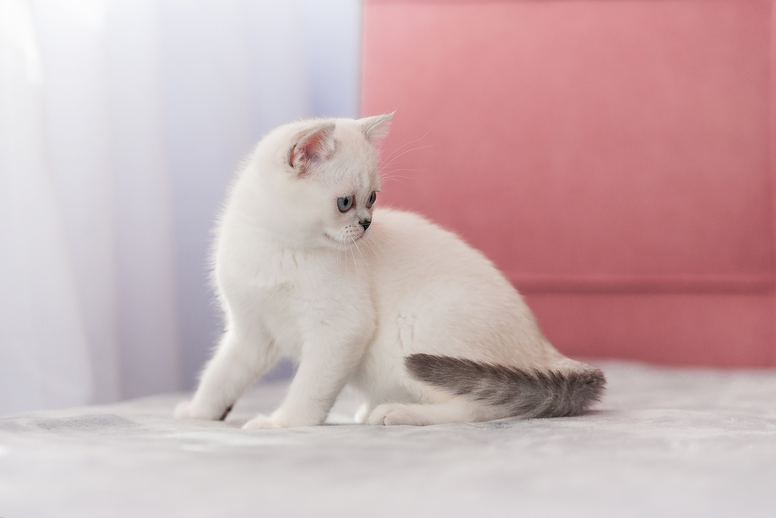 Питомец в кадре. Фотограф-анималист Анастасия Парфенова|Екатеринбург