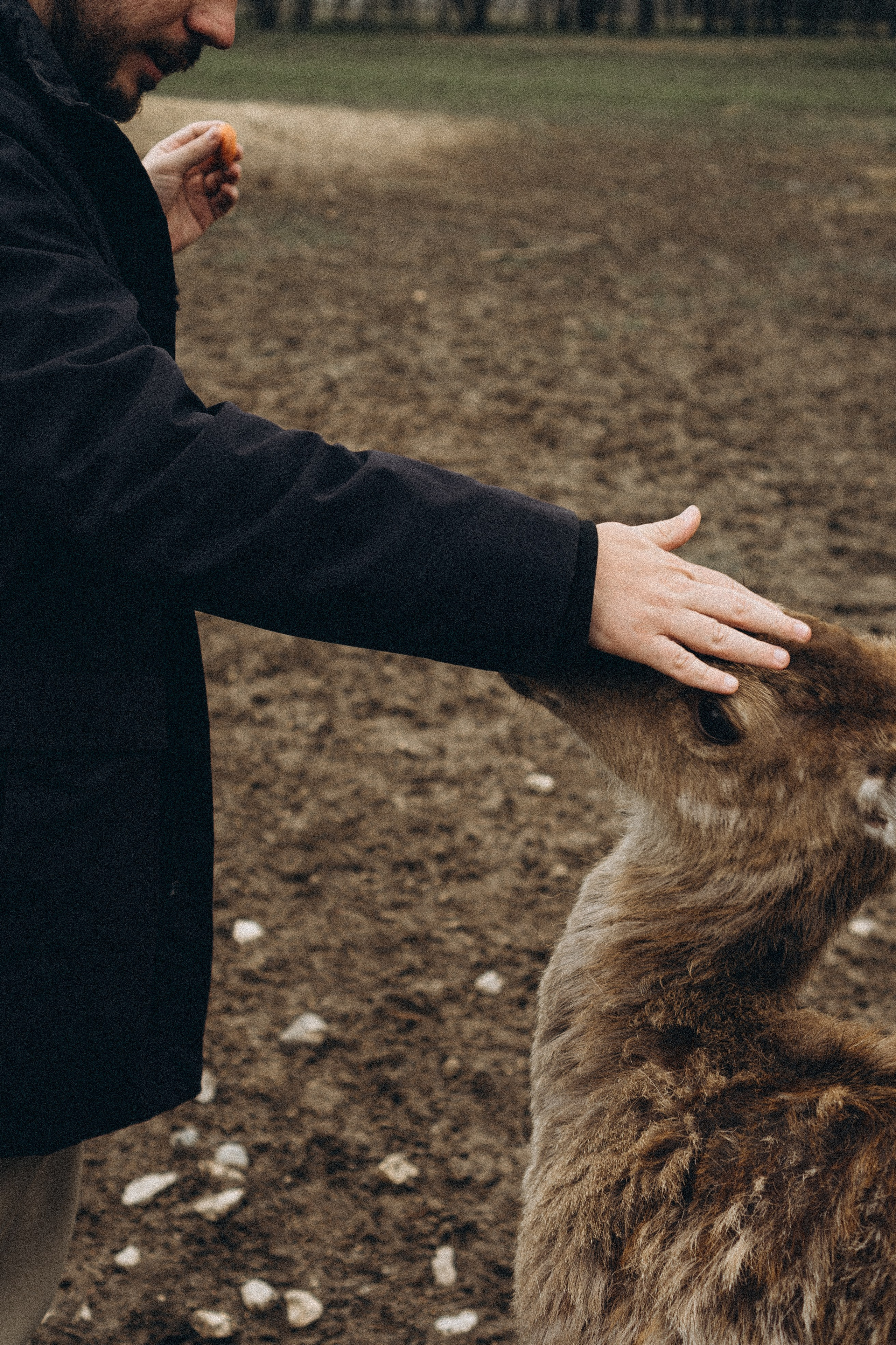 ОЛЕНЬЯ ФЕРМА В ТВЕРИ. Профессиональный фотограф, Санкт-Петербург — Виктория Богомолова