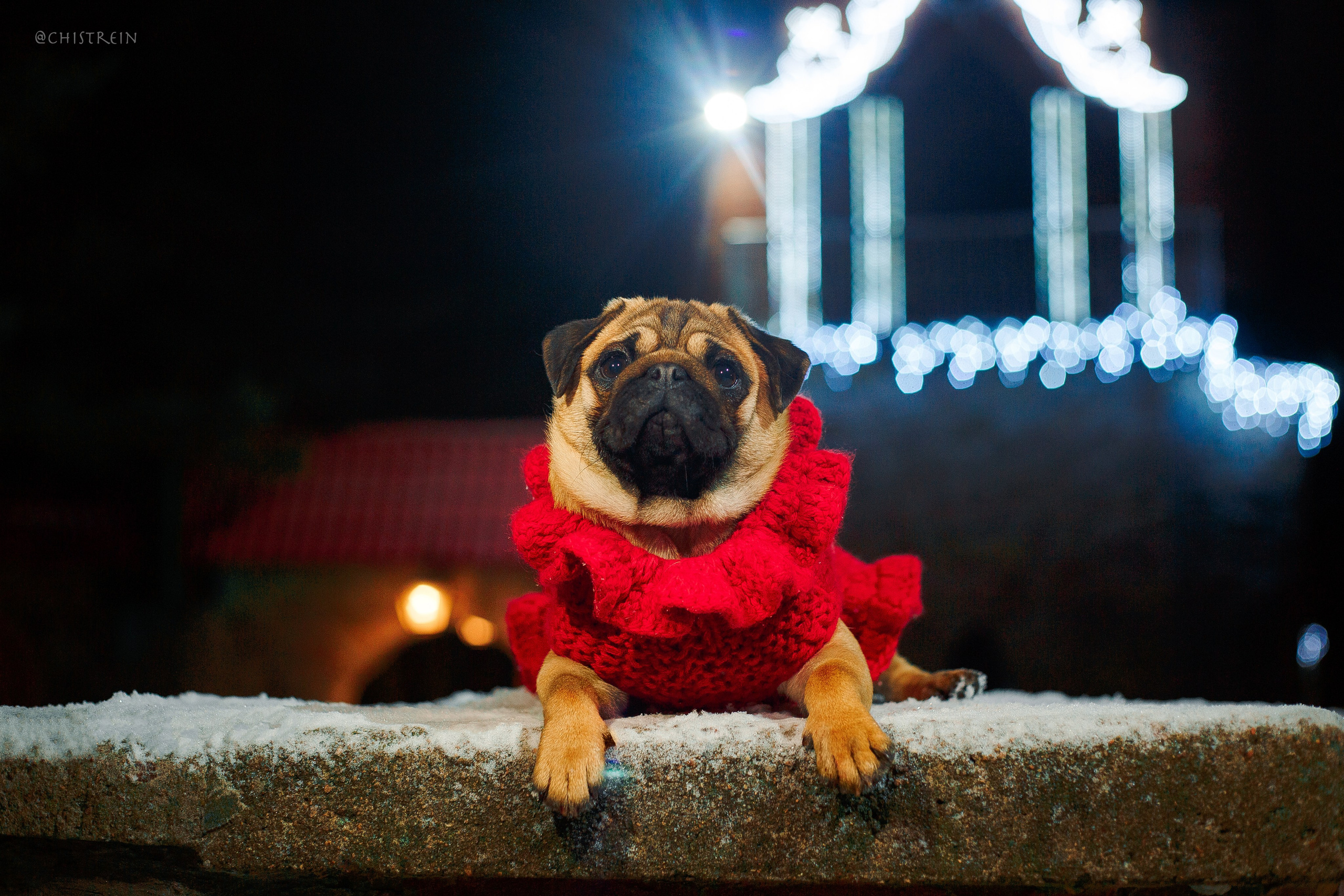 Новогоднее настроение. Роза. Фотограф-анималист Наталия Чистюхина в г. Сосновый Бор и ЛО