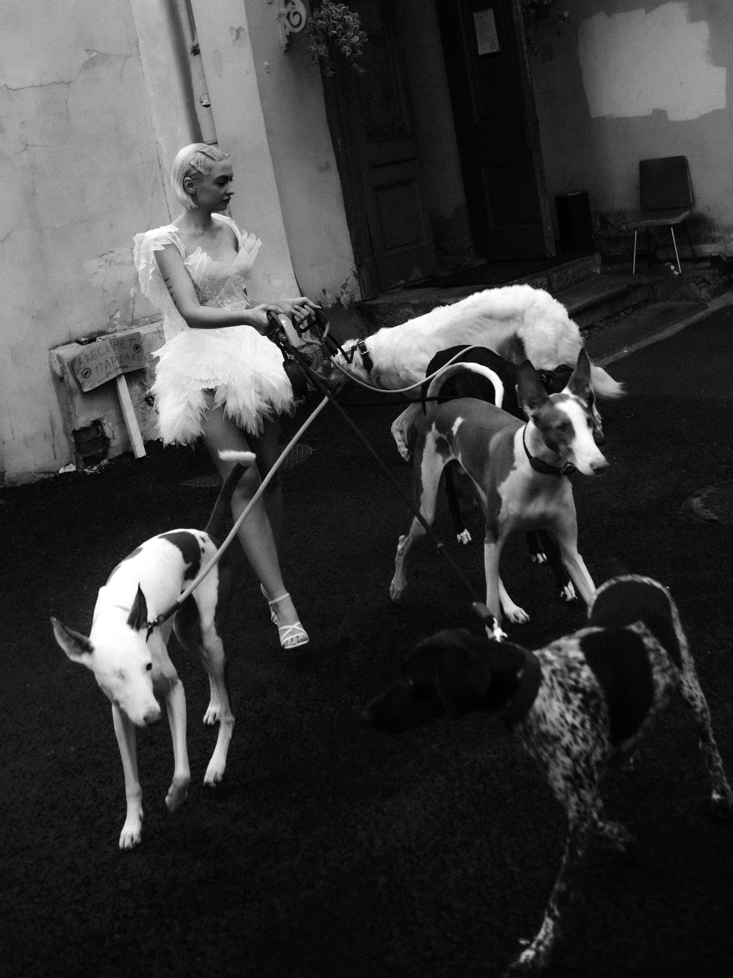 Dogbar. Dariaegudina.ru