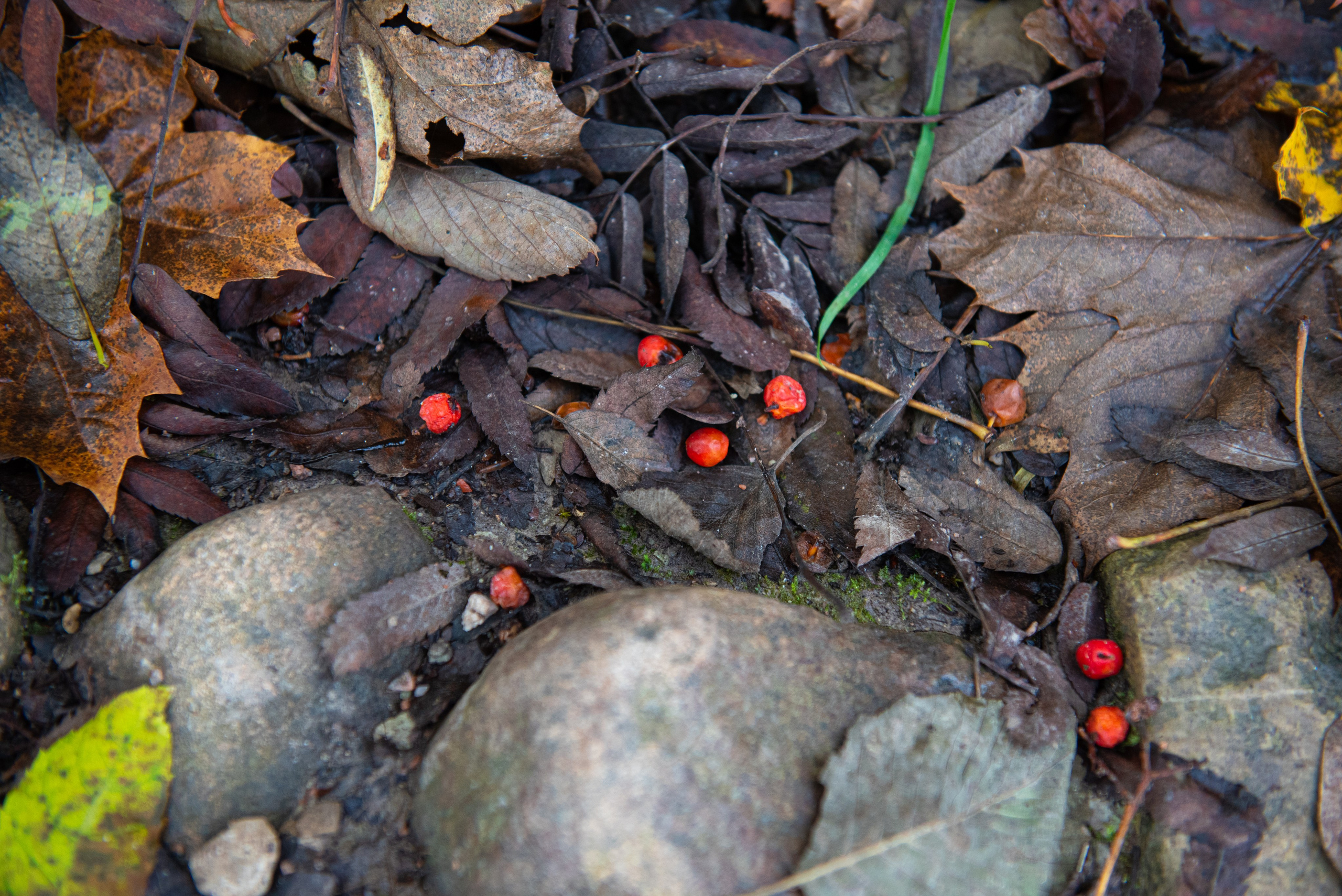 Изборск. Портретный и архитектурный фотограф в Москве и Санкт-Петербурге