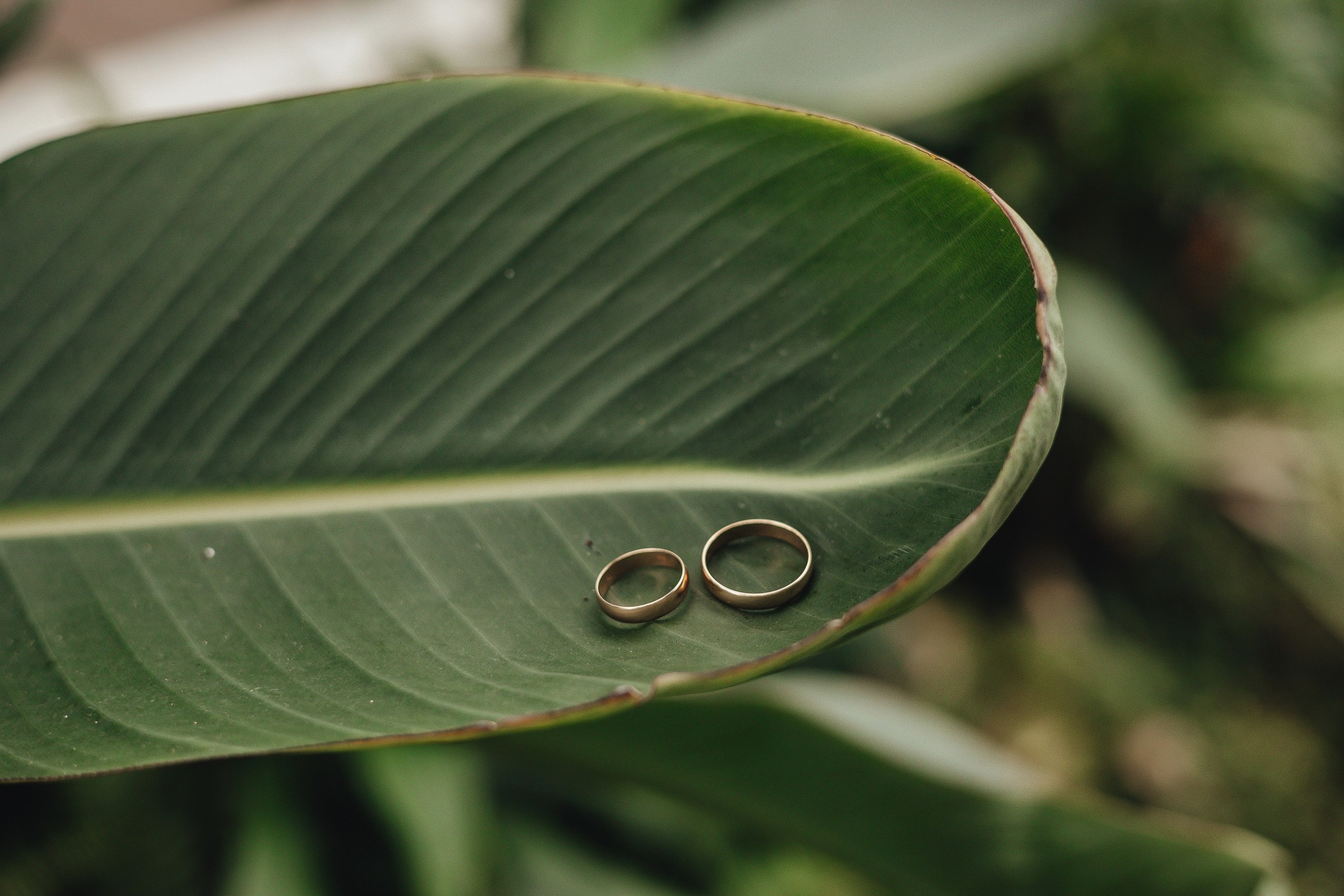 Оранжерея Таврического сада. Свадебный и семейный фотограф Пушкин Царское Село СПБ Питер Санкт-Петербург и Рязань Ольга Козлова