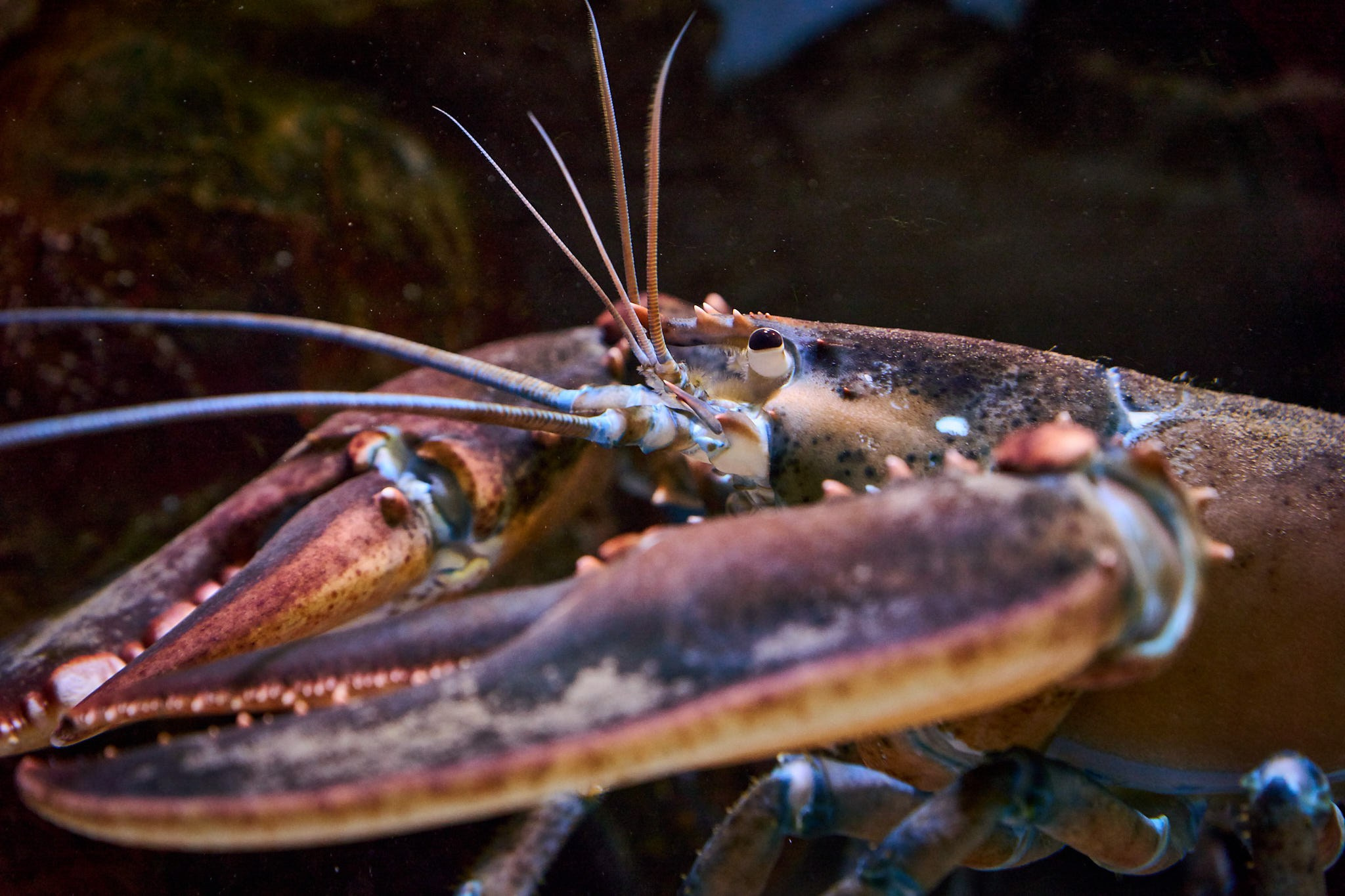 ZOO. ФОТОГРАФ ЕКАТЕРИНБУРГ