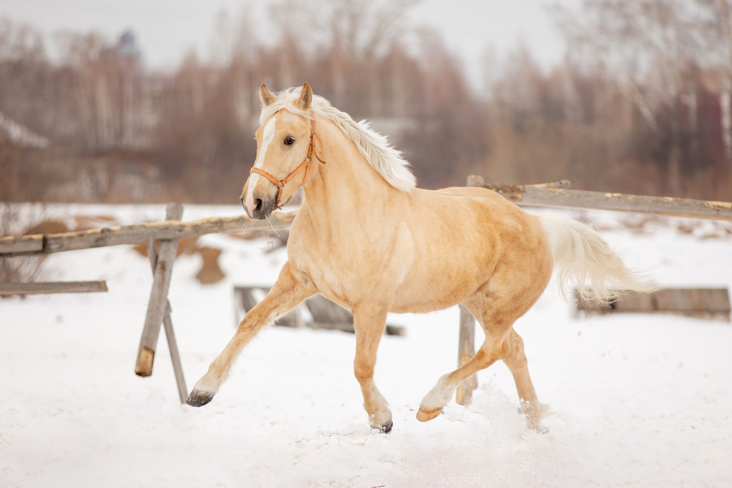 Лошади. Конный фотограф Валынкина Лера