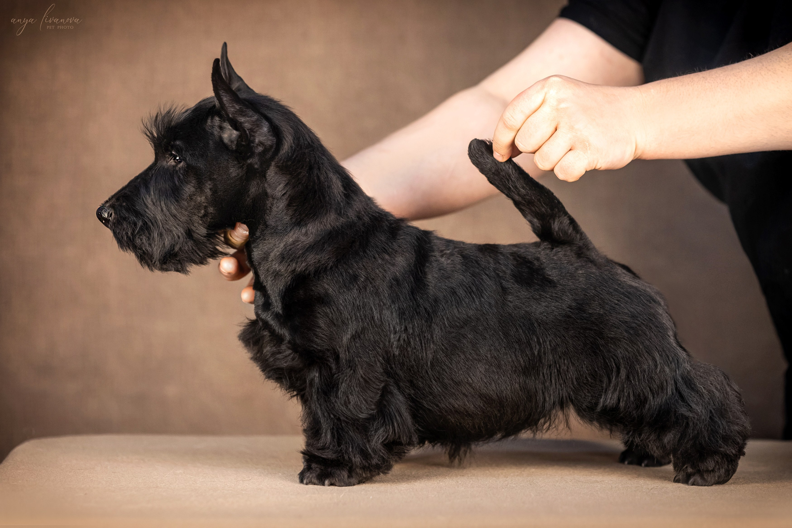 Скотчики. Фотограф анималист Аня Ливанова | Рыбинск