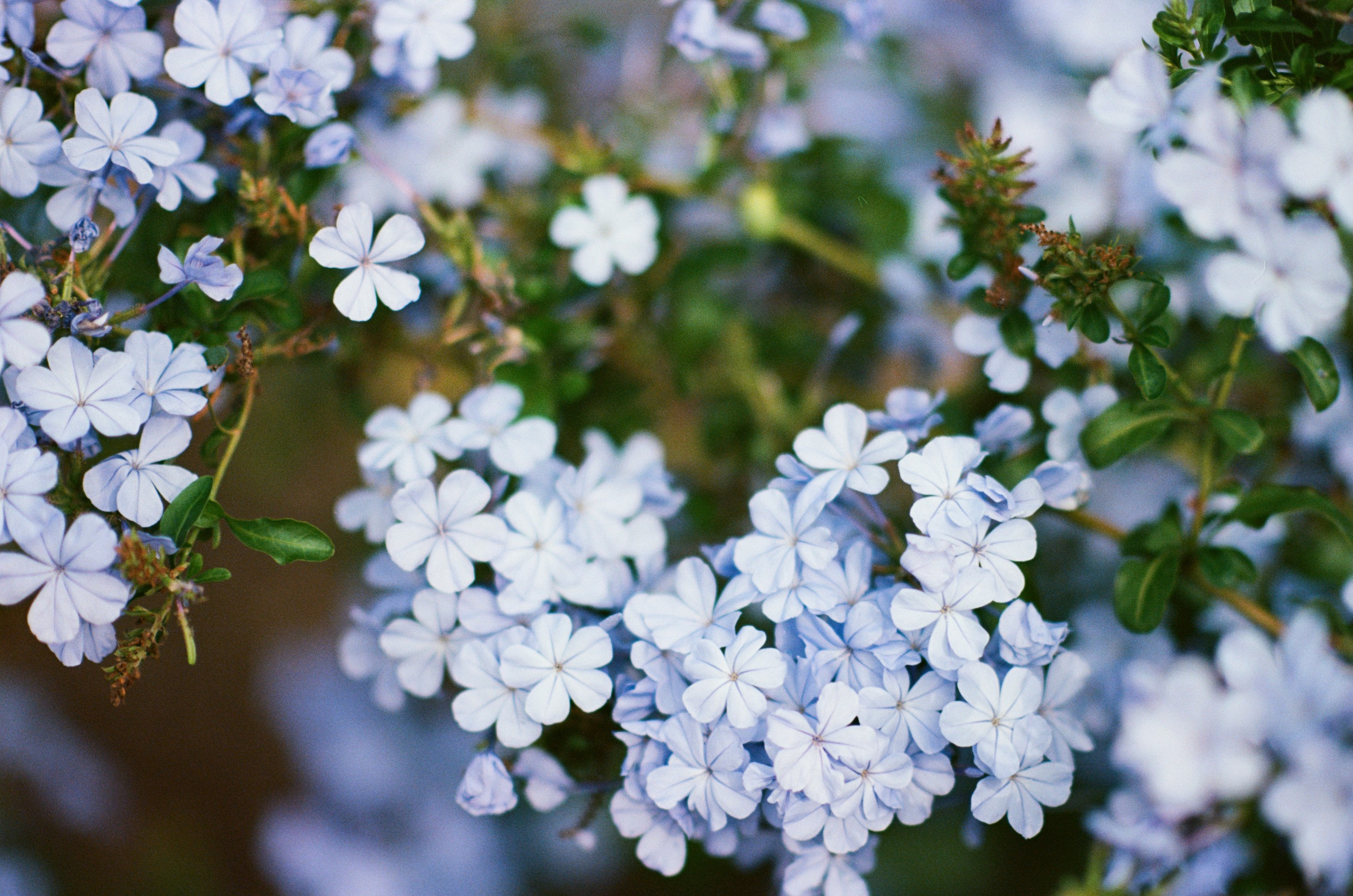 Silence is also an answer // corsica. EVER EXPOSED