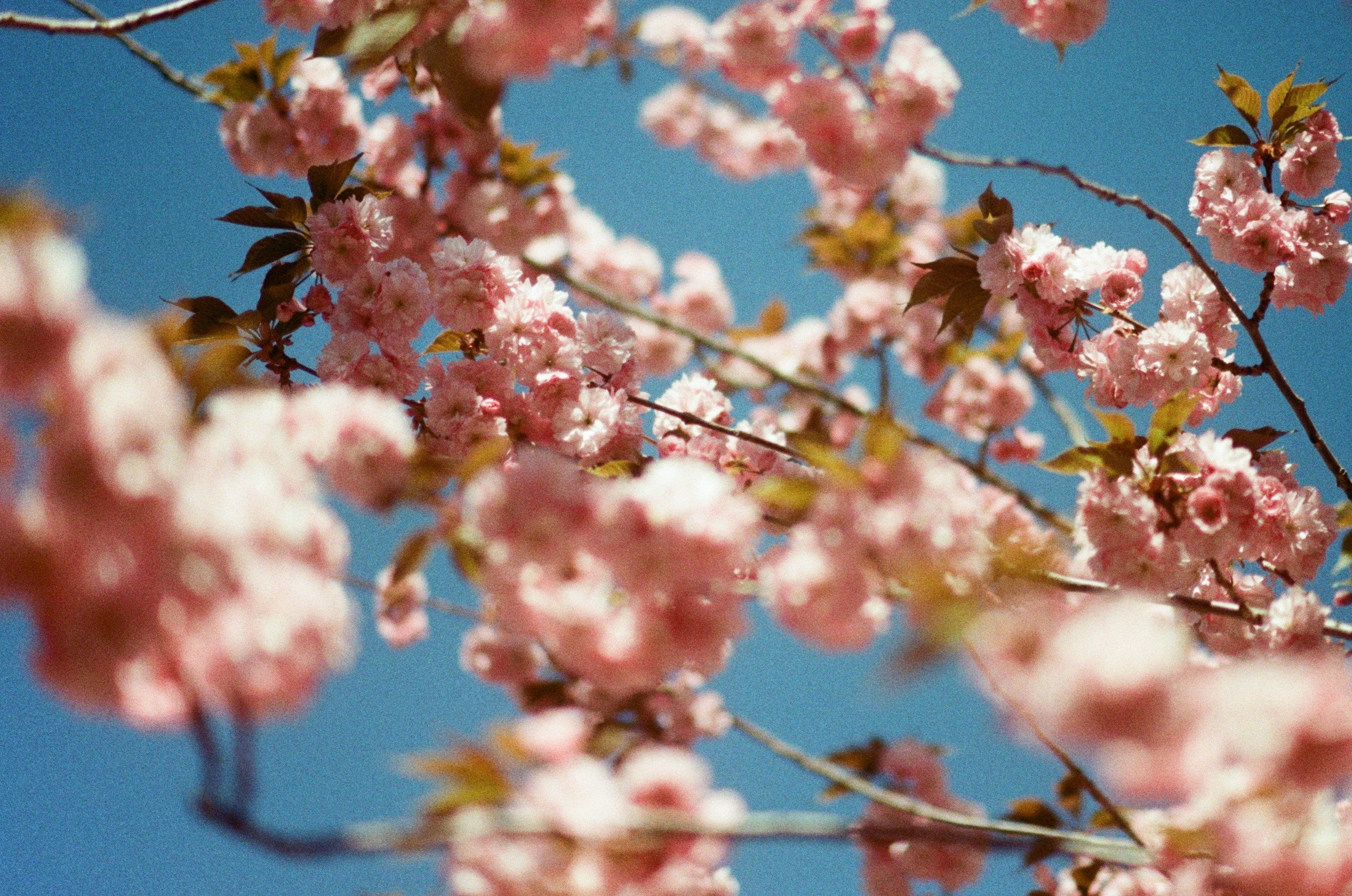 Sakura blues // ukraine, crimea V. EVER EXPOSED