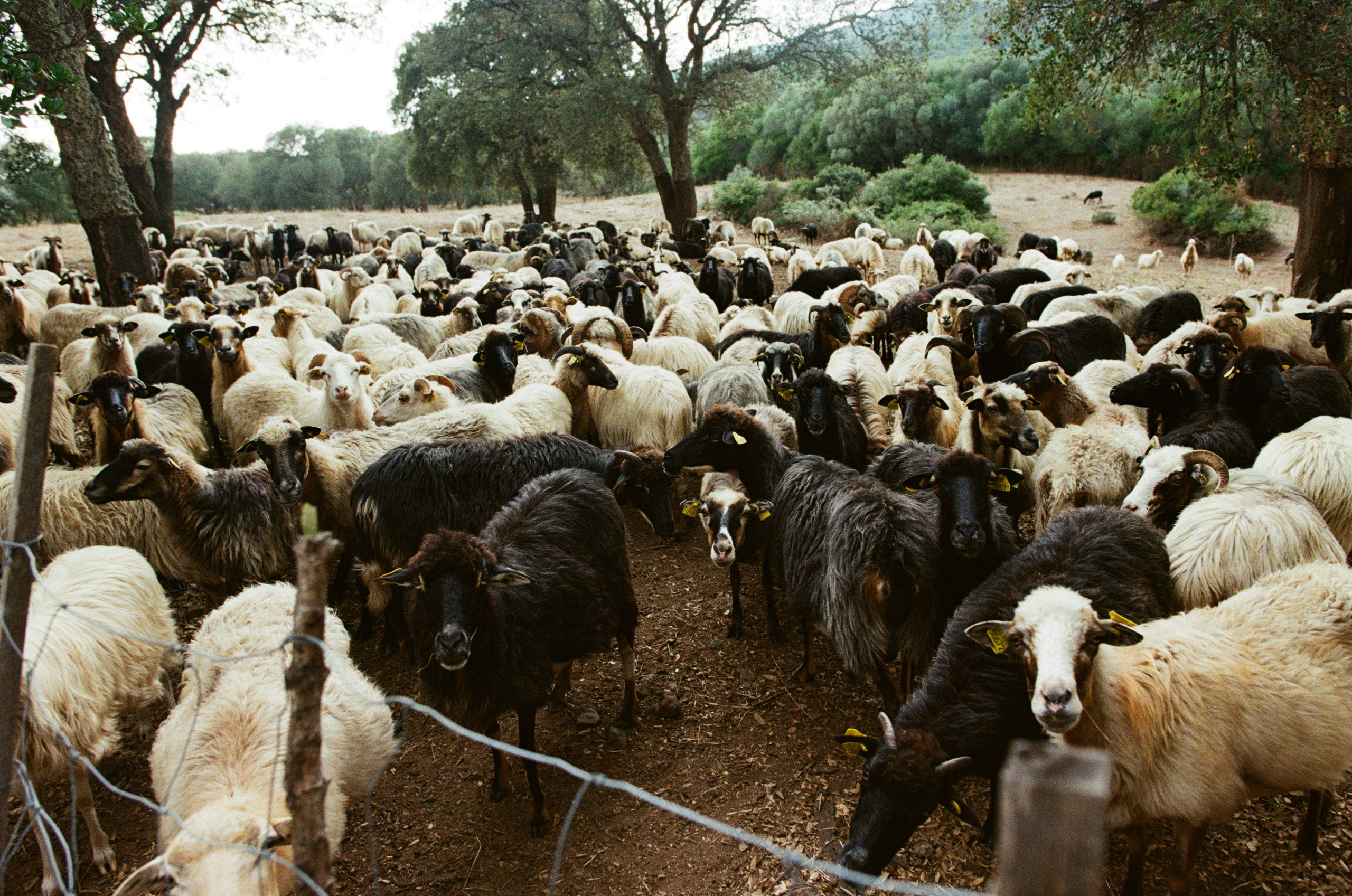 Silence is also an answer // corsica II. EVER EXPOSED