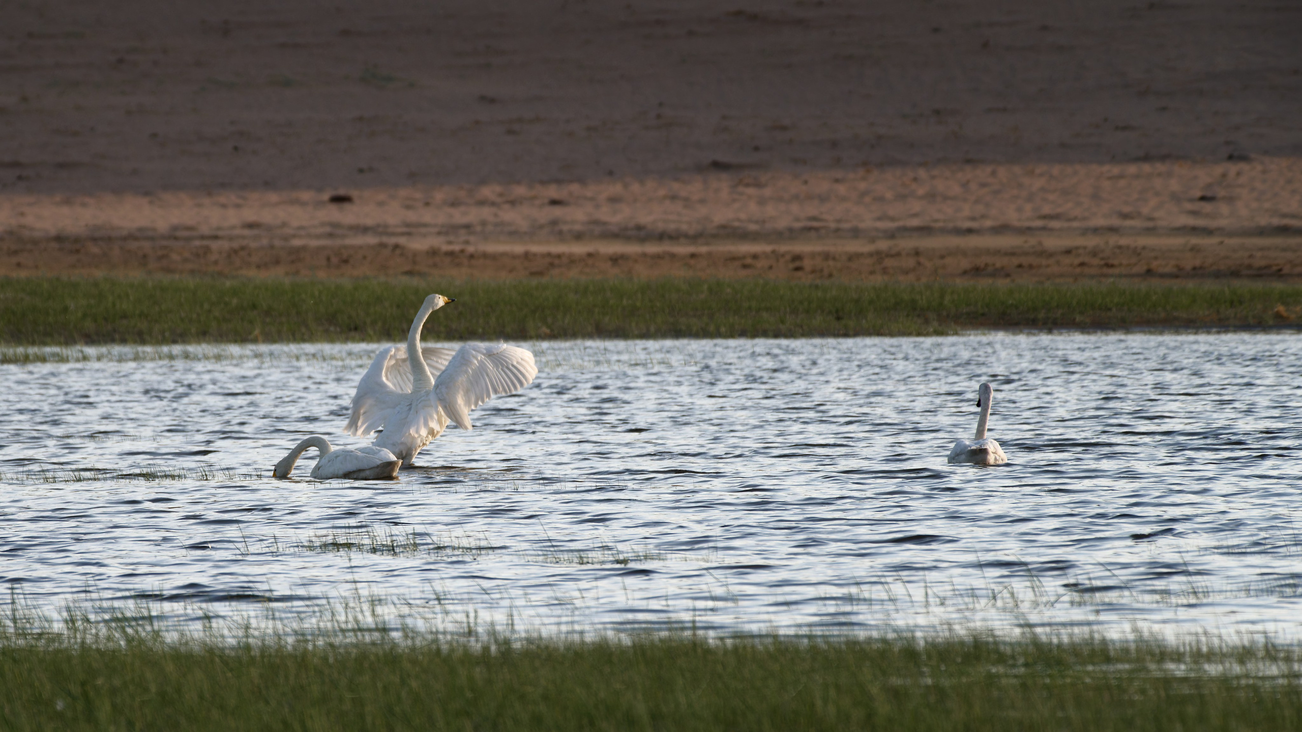 Экспедиция в Монголию (Гоби). Семоха Валерий. Фотограф