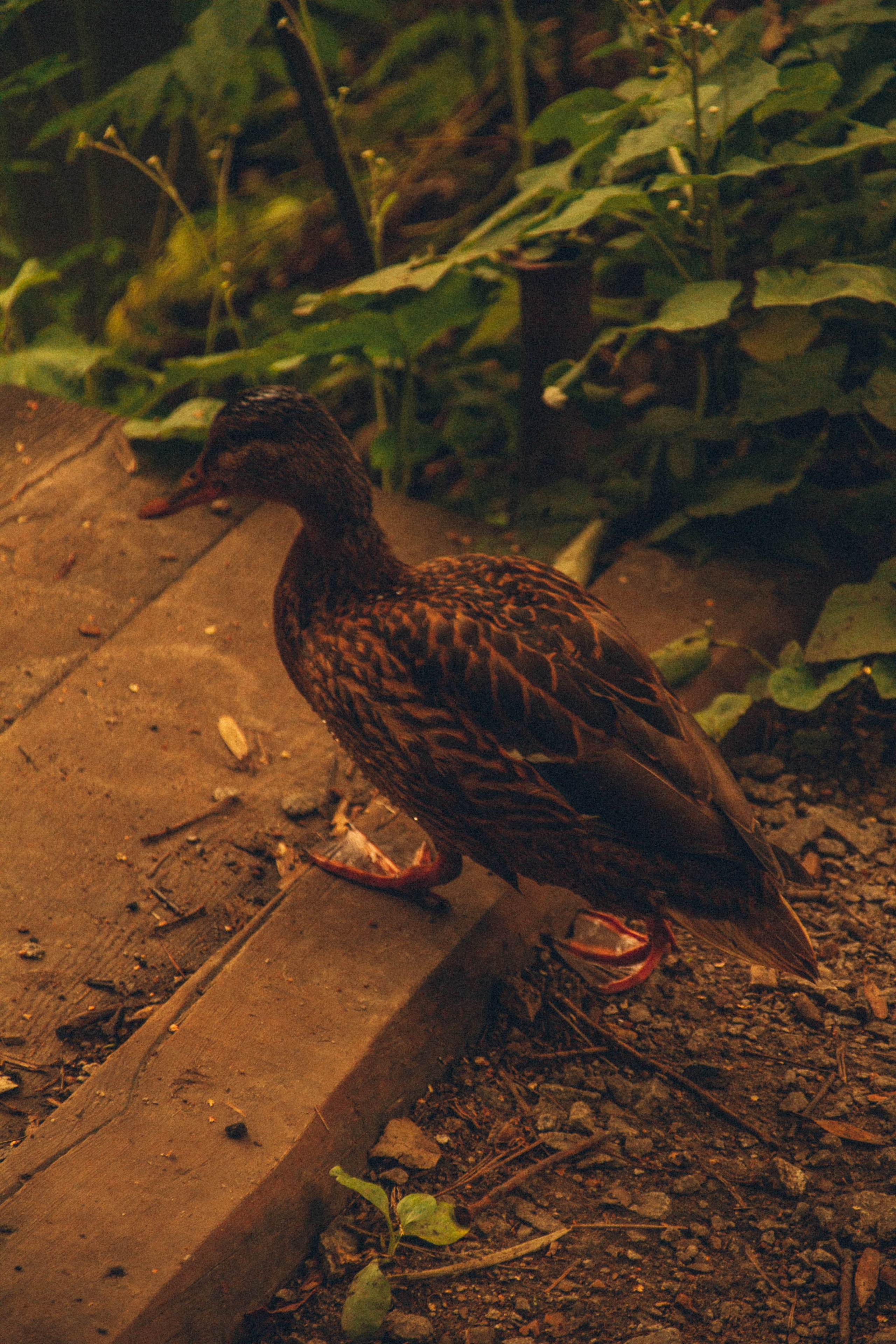 Природа. Darinishna Фэнтези-фотограф Хабаровск