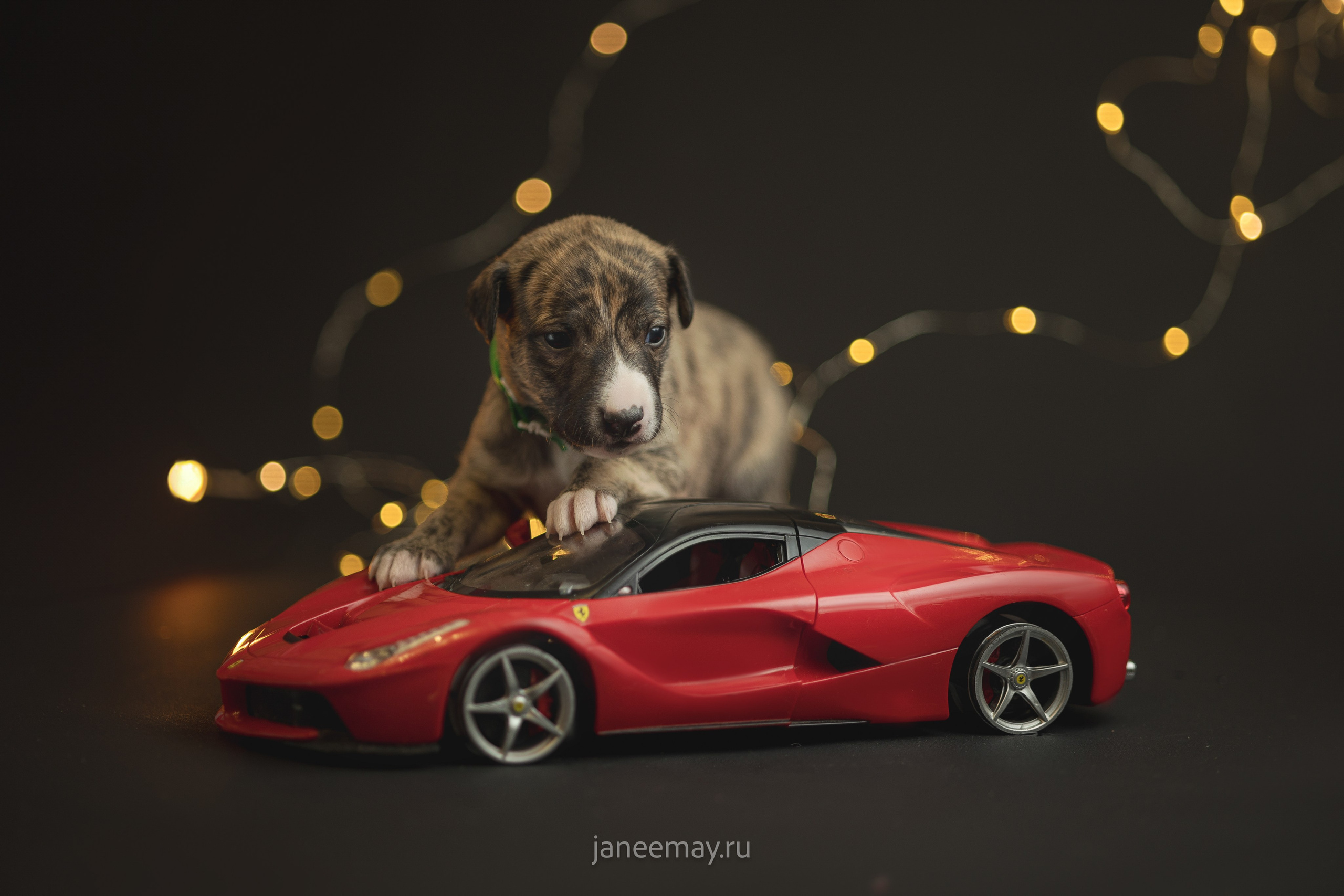 Малыши уиппеты Великбековых. Фотограф анималист в Москве Майорова Евгения