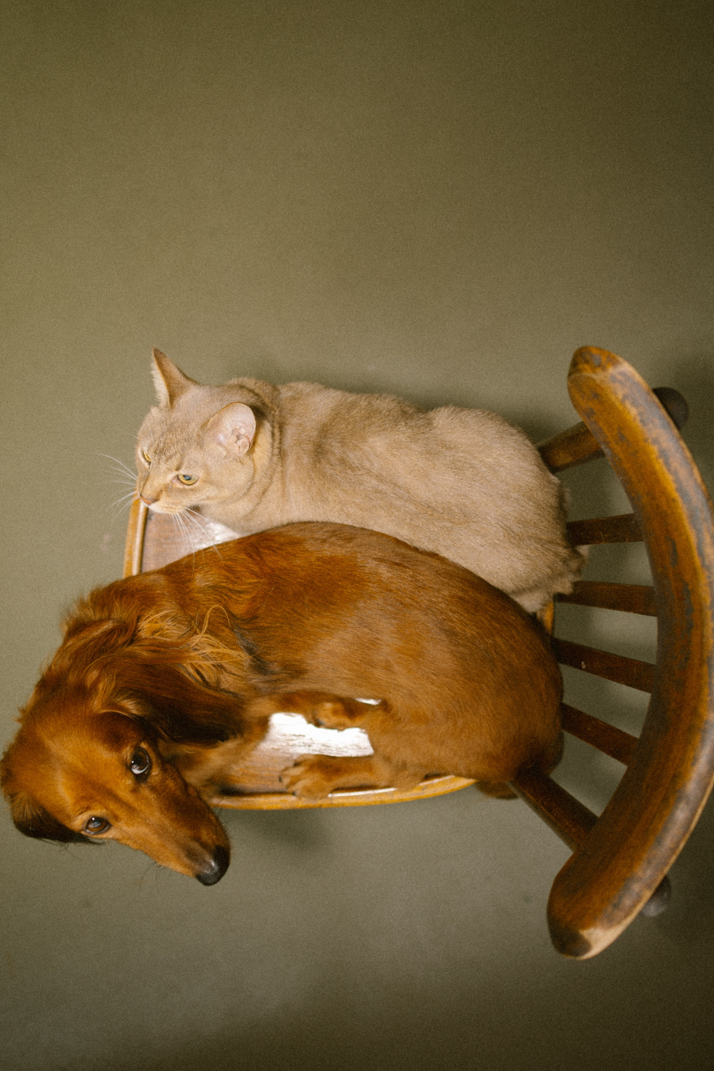 Марина, Липа, Бейлиз. Главная