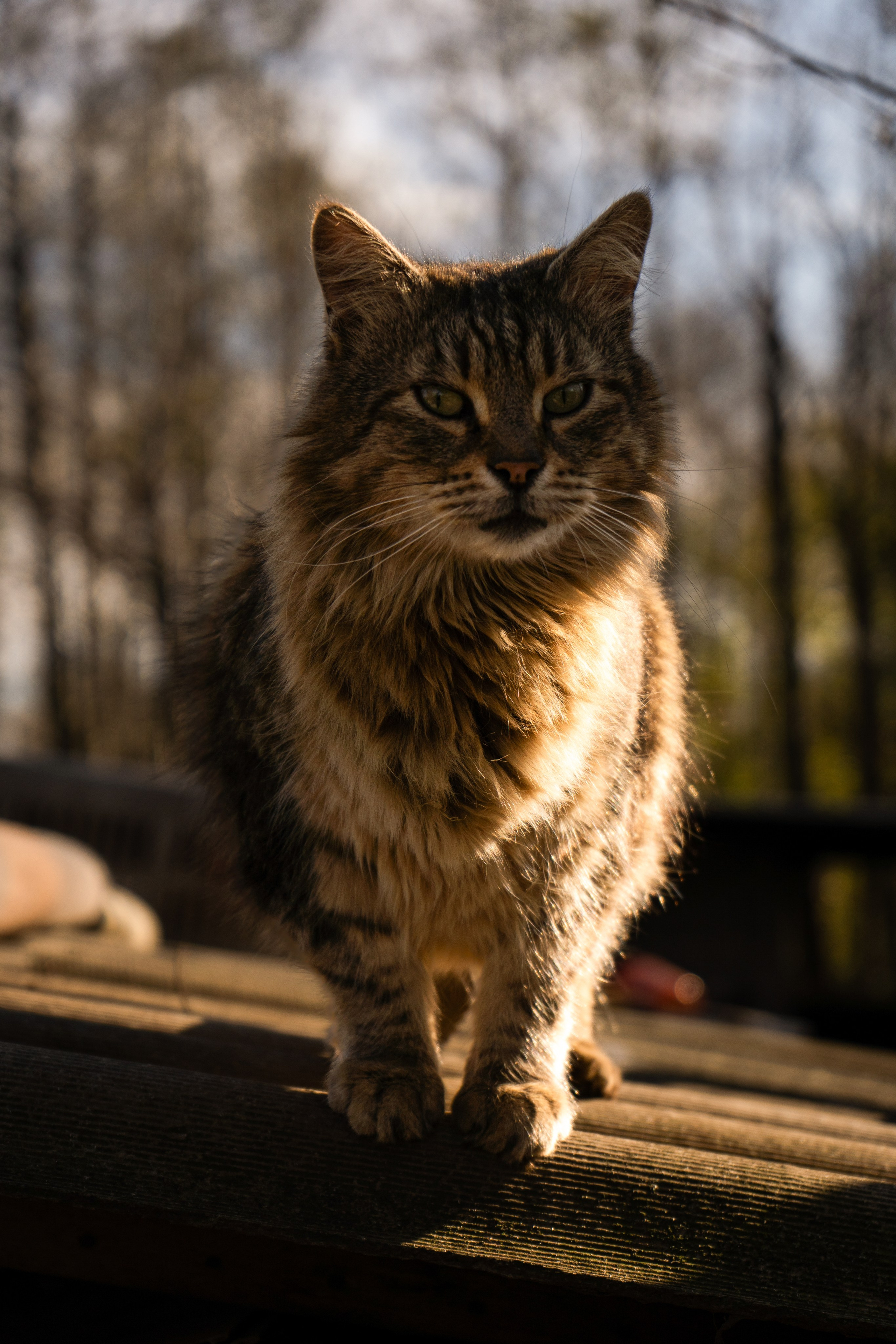 Хвостики. Oljoy.ph — photographer in Minsk