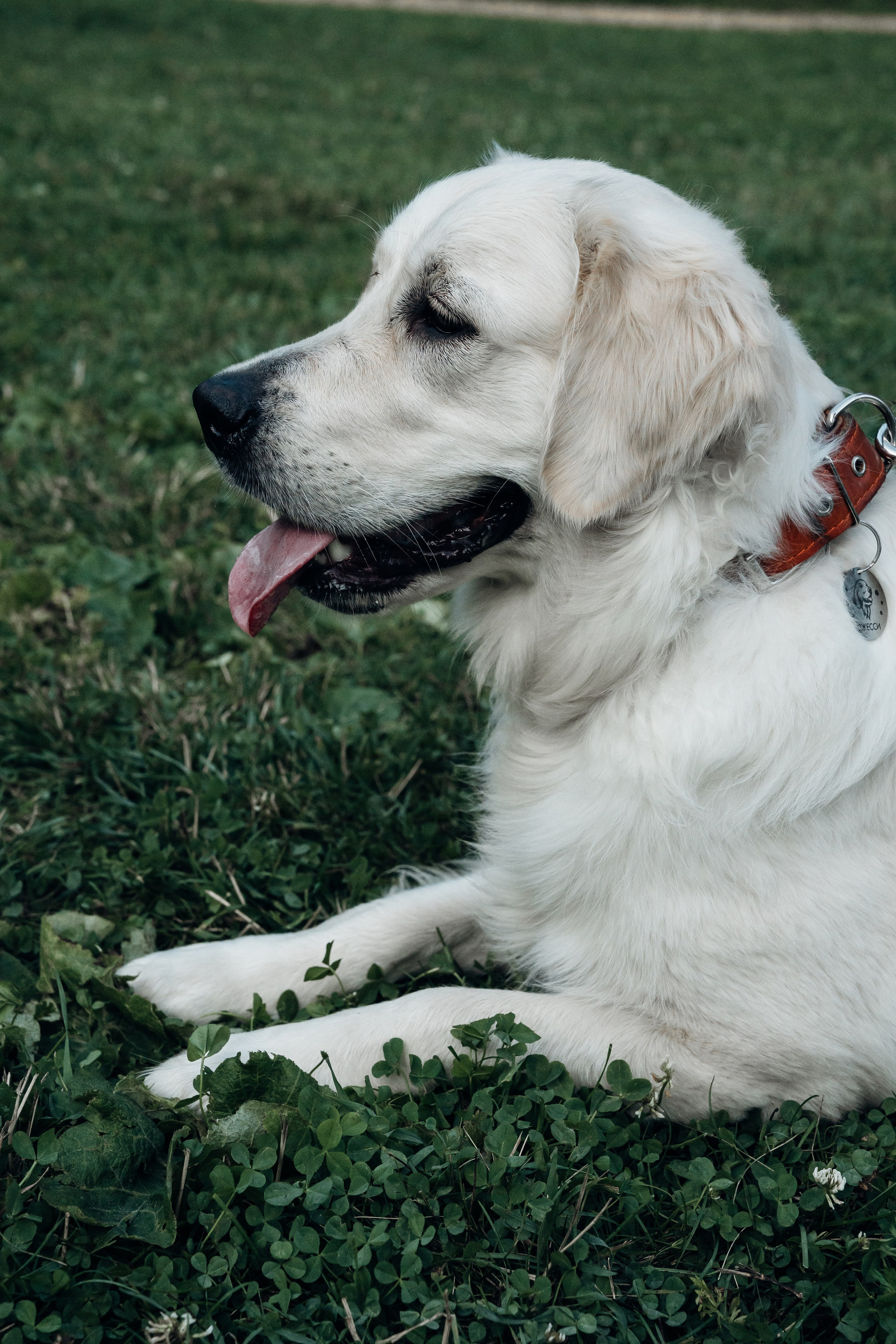 Светлана и Джесси. Фотограф и видеограф в Тюмени Екатерина Чернецкая