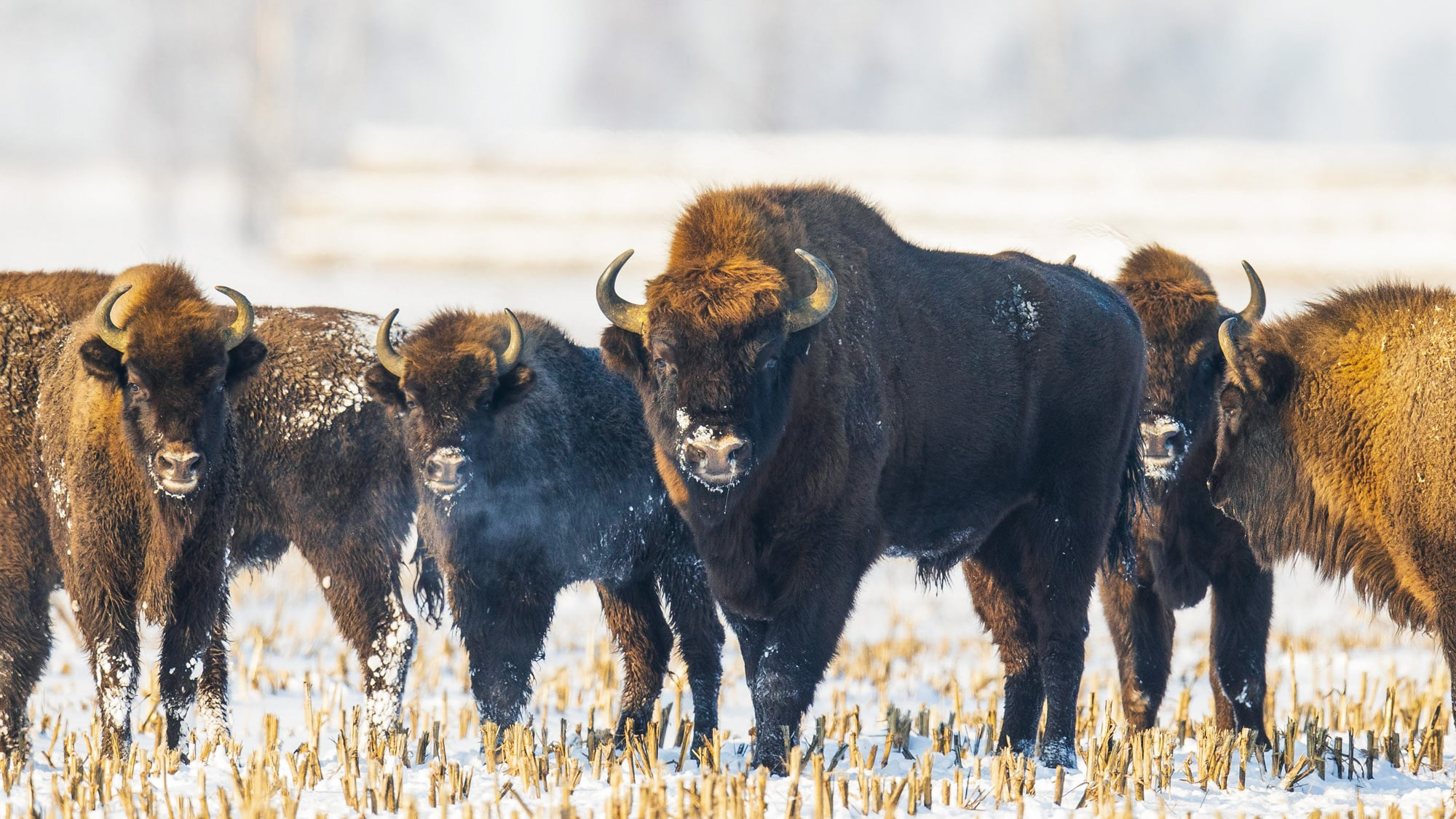 Фотографии природных явлений и животных. Фотограф Андрей Македонский