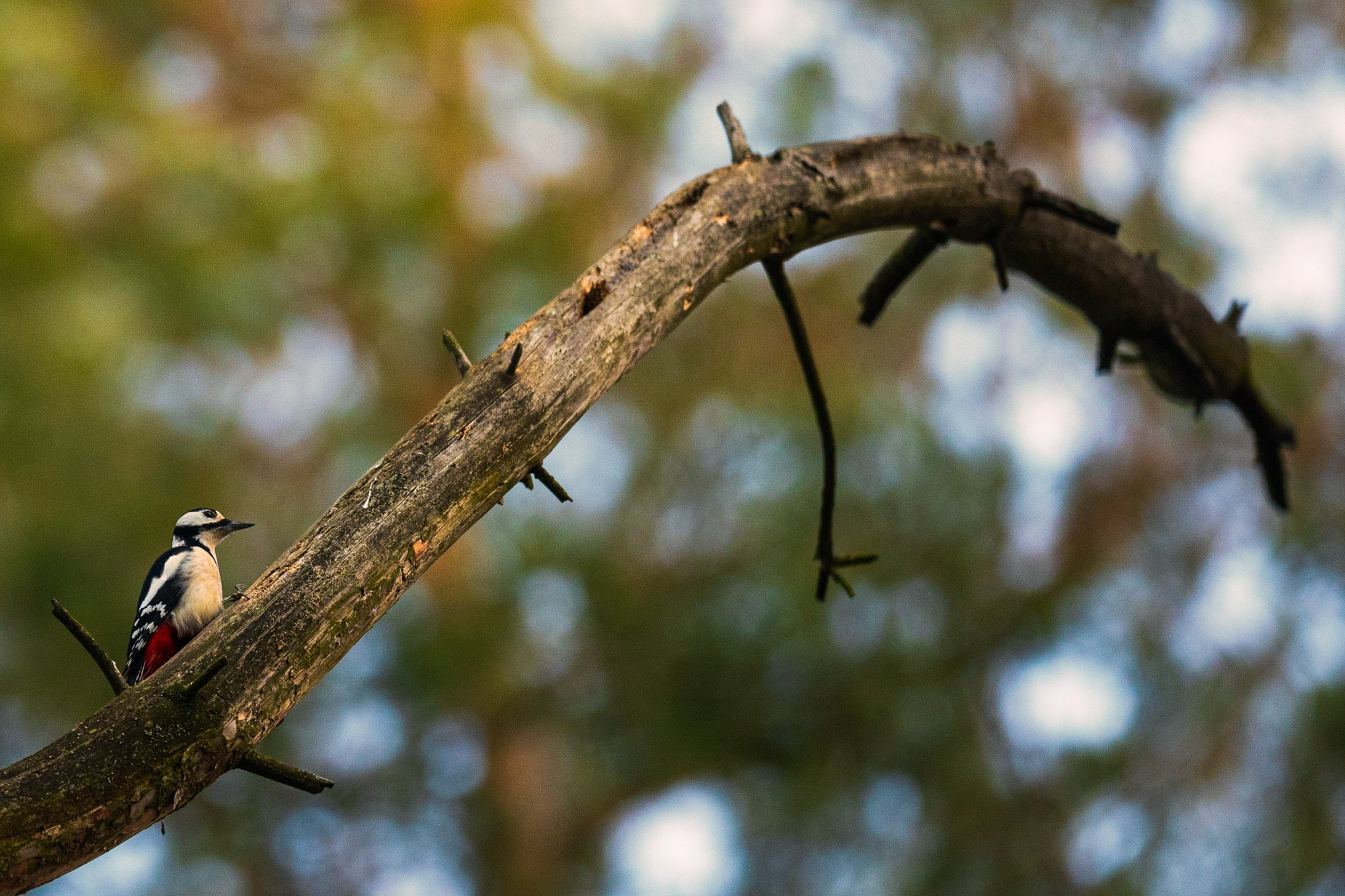 Фотографии природных явлений и животных. Фотограф Андрей Македонский