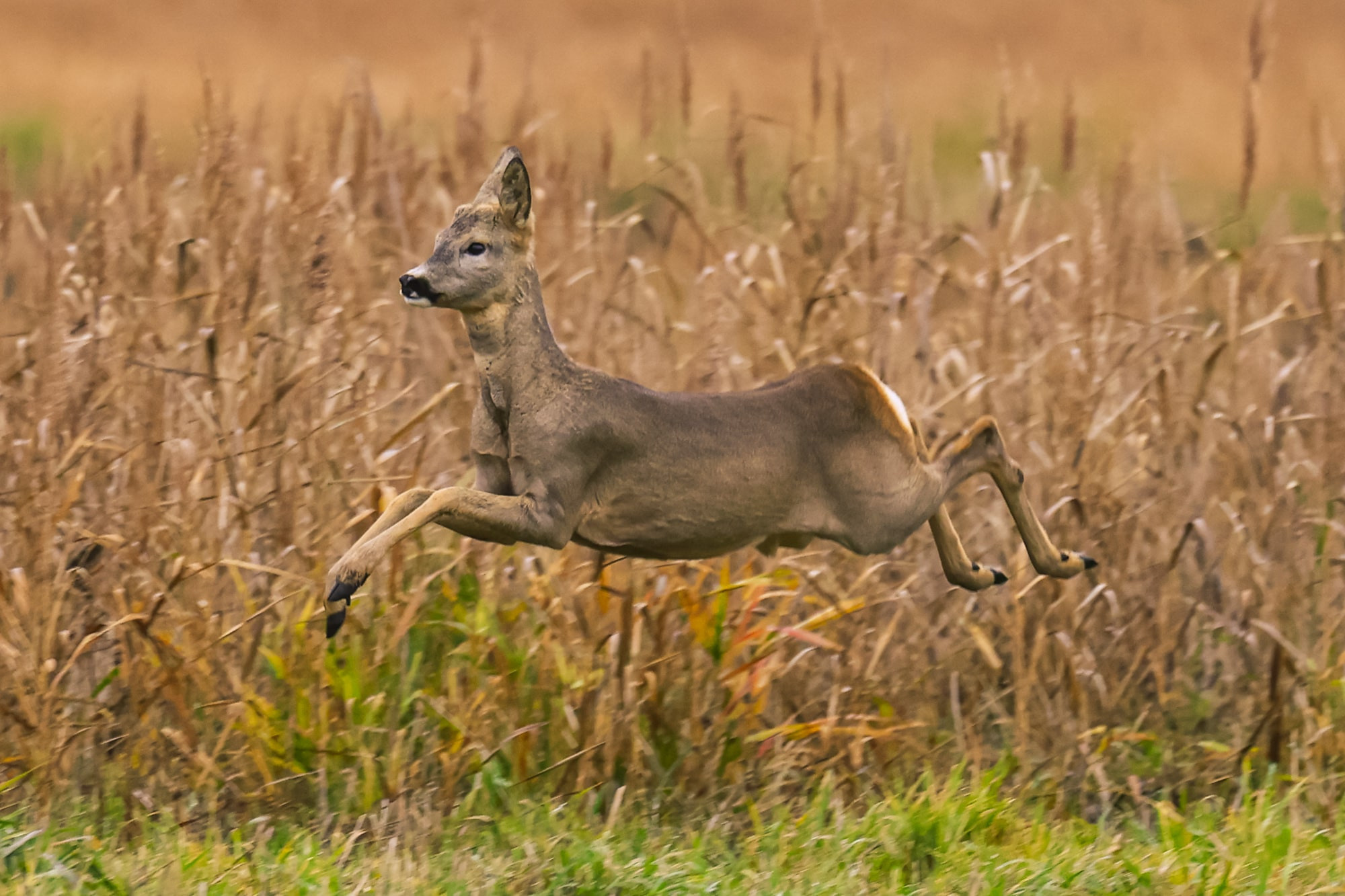 Фотографии природных явлений и животных. Фотограф Андрей Македонский