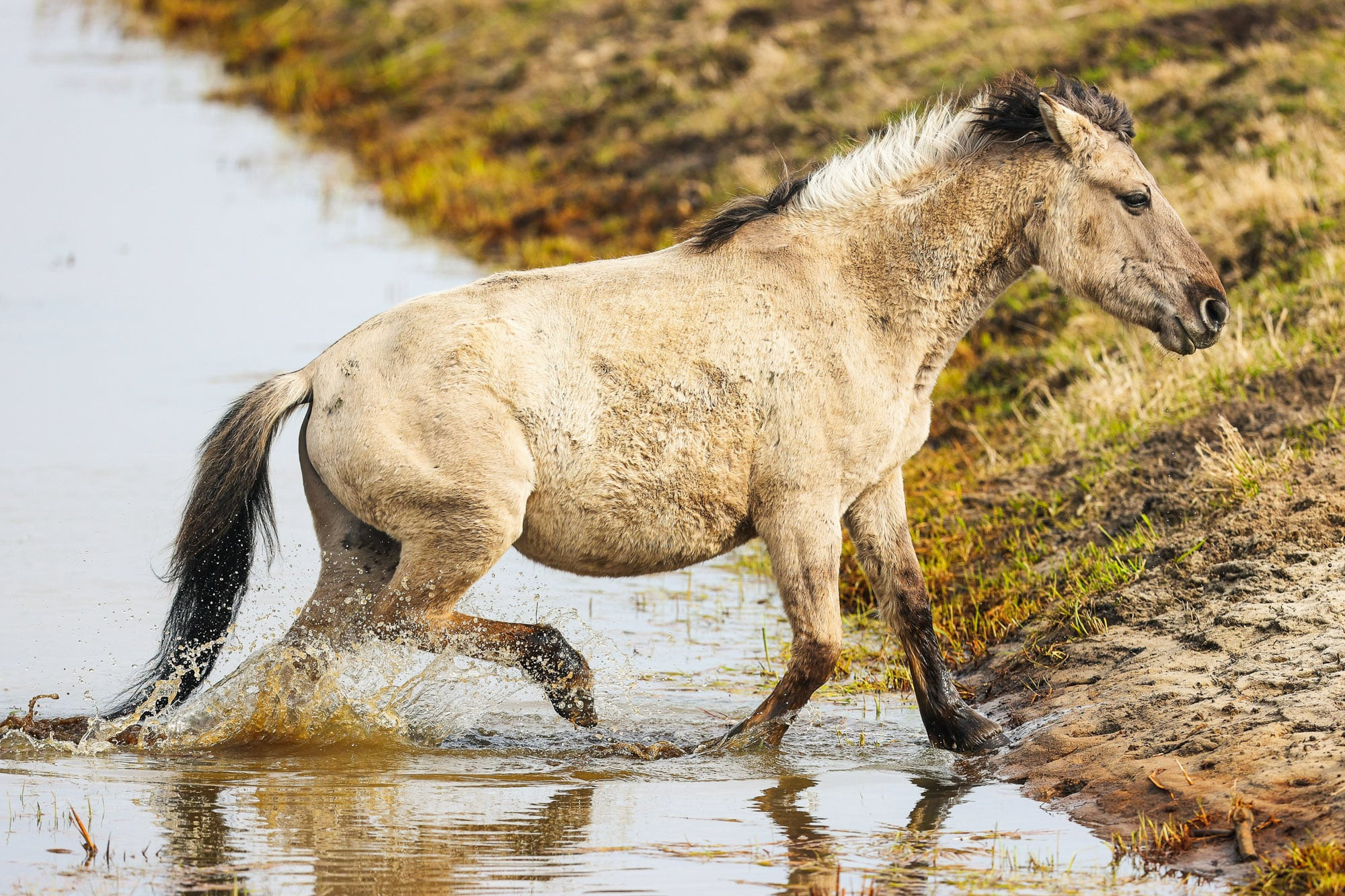 Фотографии природных явлений и животных. Фотограф Андрей Македонский
