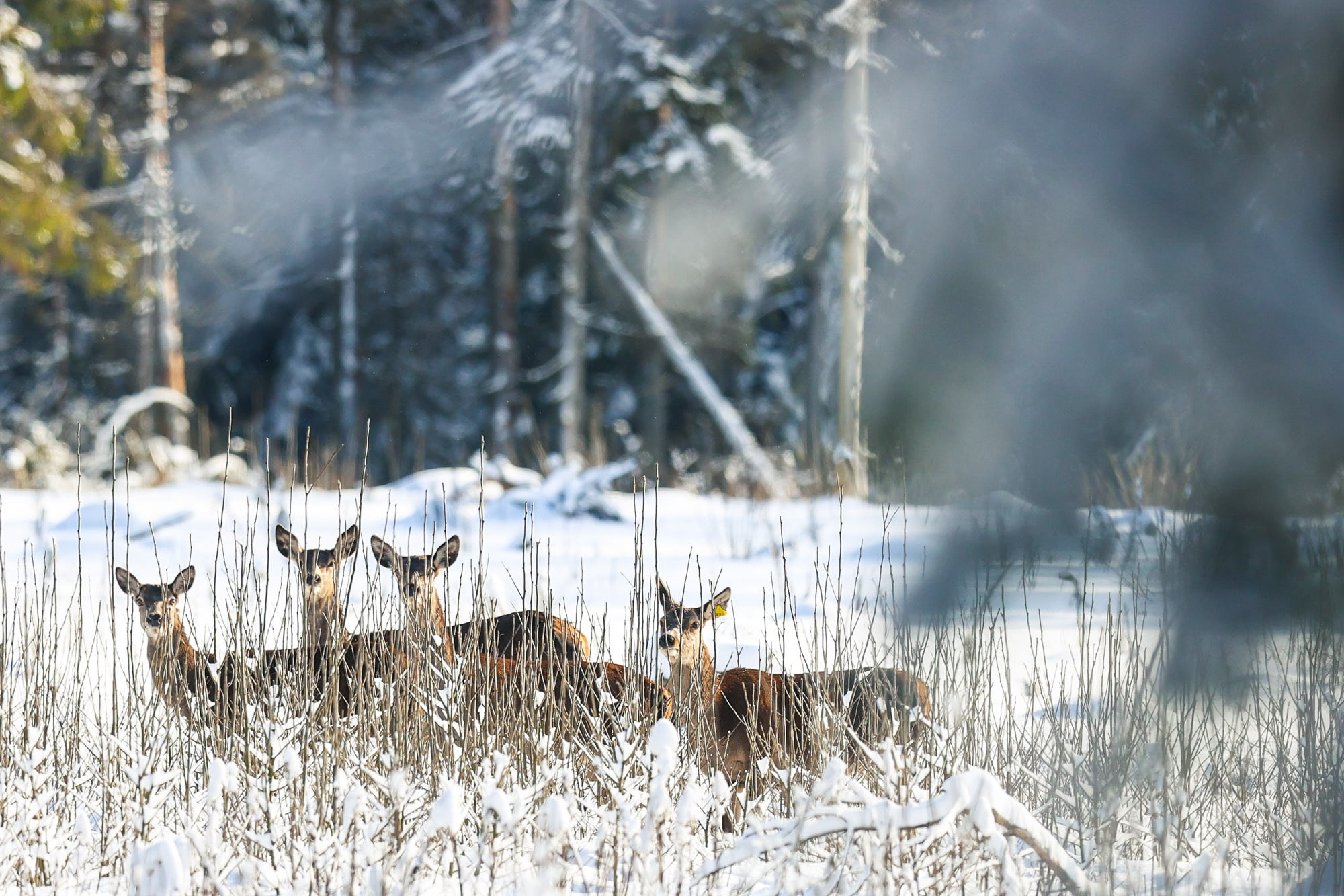 Фотографии природных явлений и животных. Фотограф Андрей Македонский