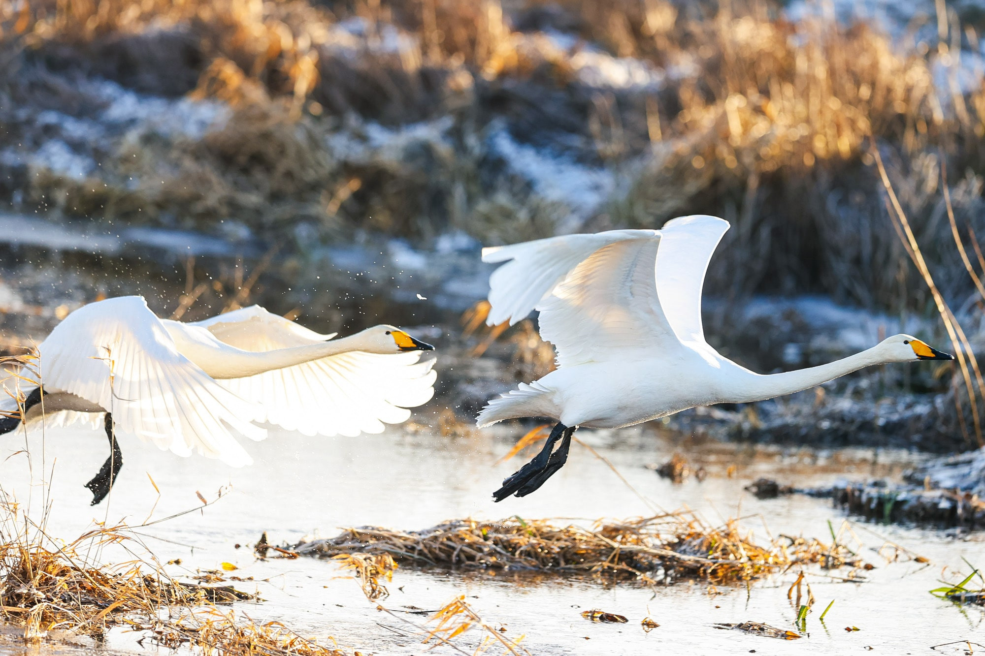 Фотографии природных явлений и животных. Фотограф Андрей Македонский