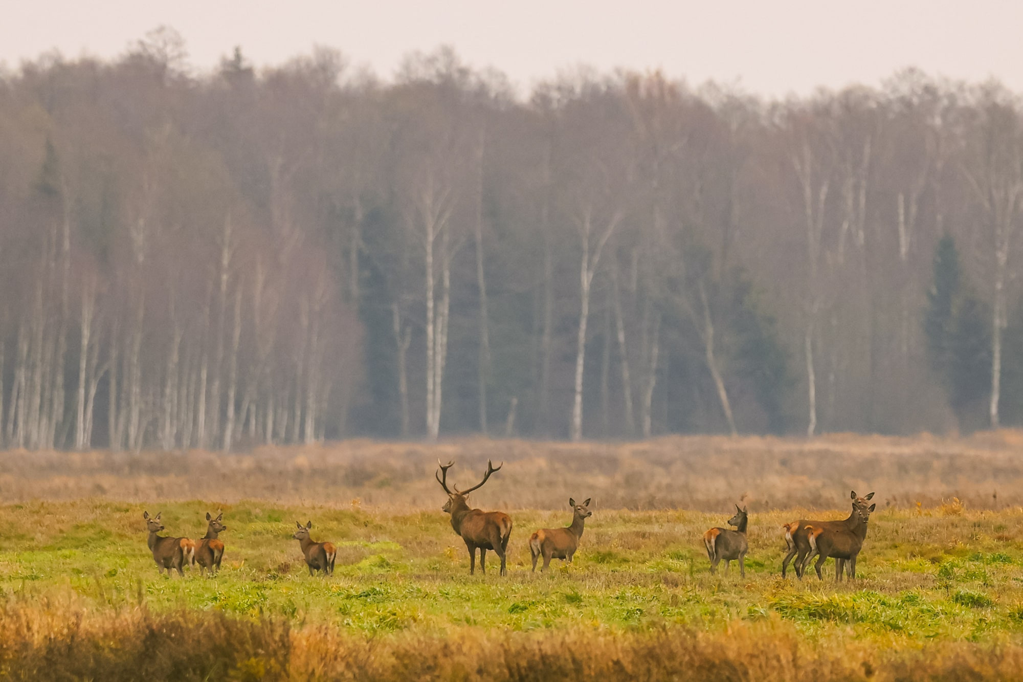 Фотографии природных явлений и животных. Фотограф Андрей Македонский