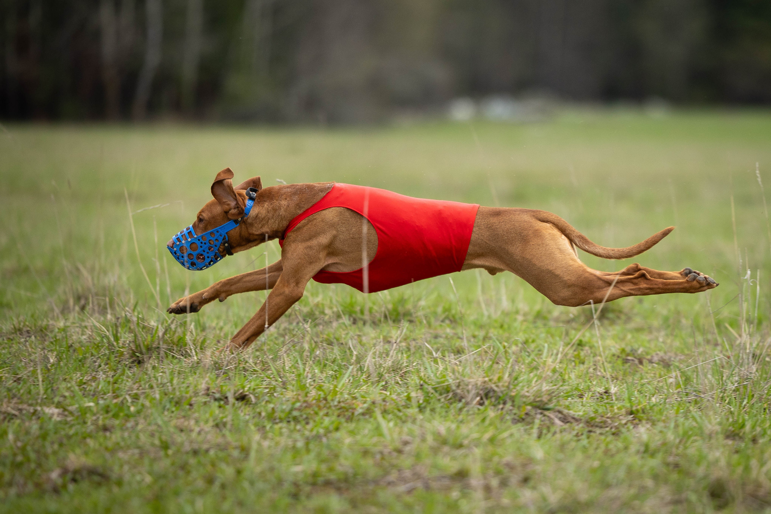 Курсинг. Фотограф Анималист в Перми Анастасия Остерман