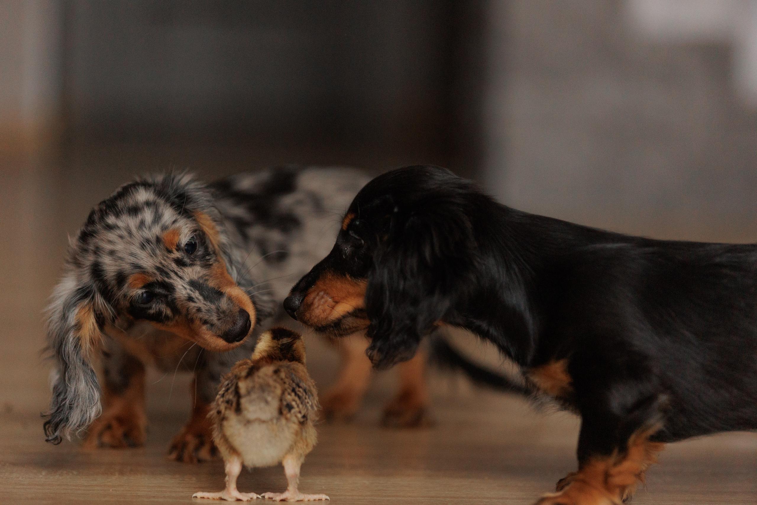 Собаки. Конный фотограф Валынкина Лера