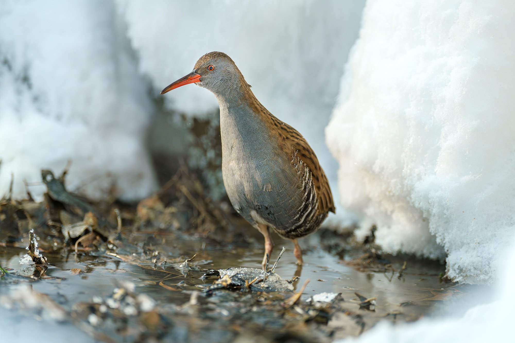 Удивительные мир птиц. Вокруг нас столько прекрасного — присмотритесь!. Ваш личный фотограф Марина Волкова