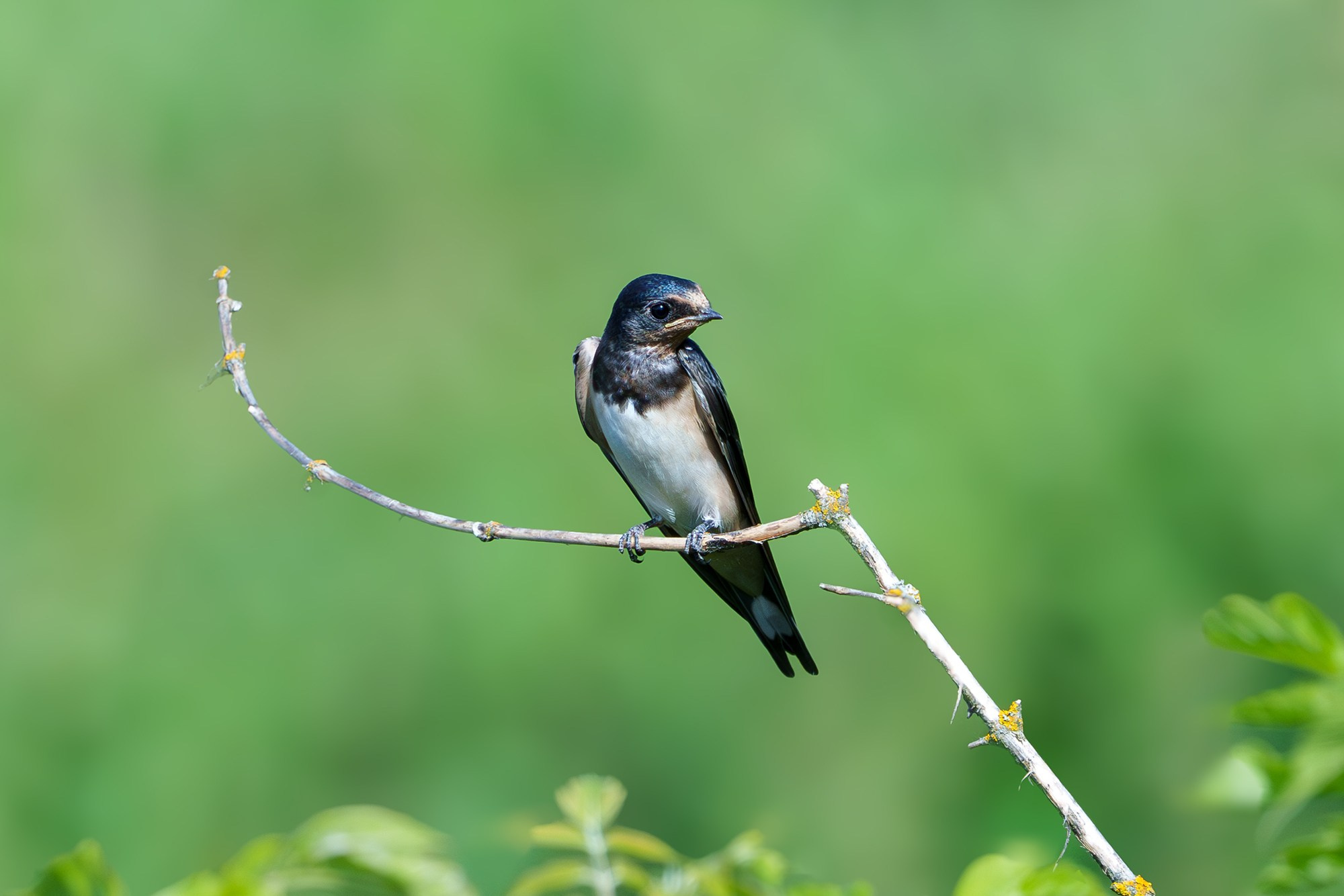Удивительные мир птиц. Вокруг нас столько прекрасного — присмотритесь!. Ваш личный фотограф Марина Волкова