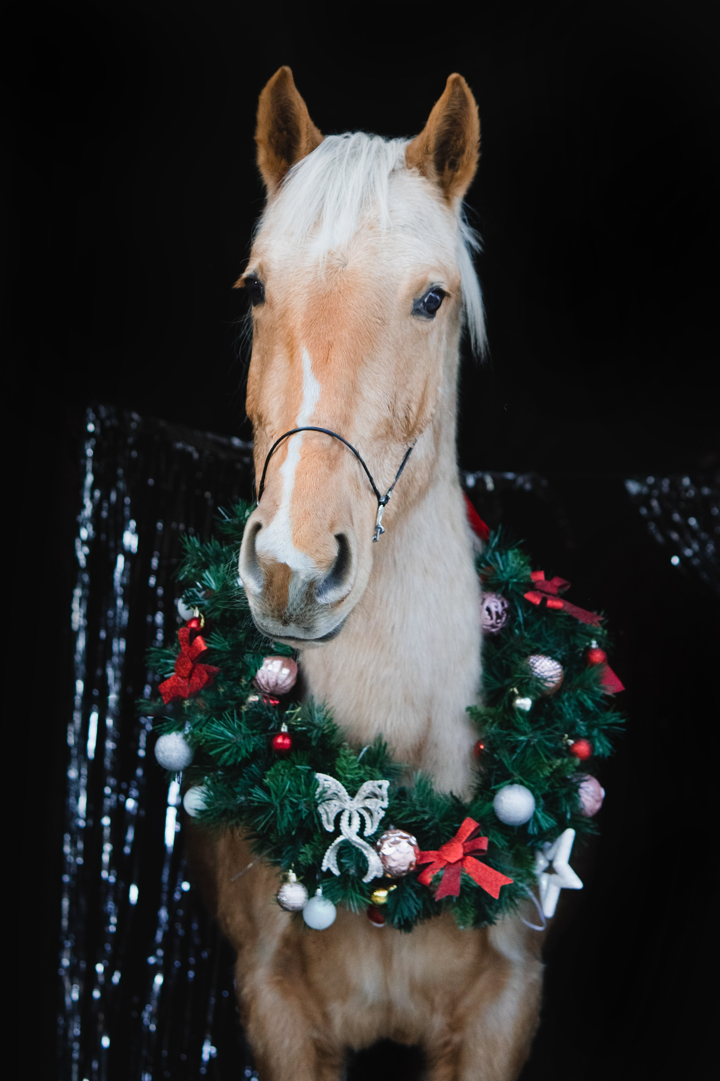 Life with horse. Saamill